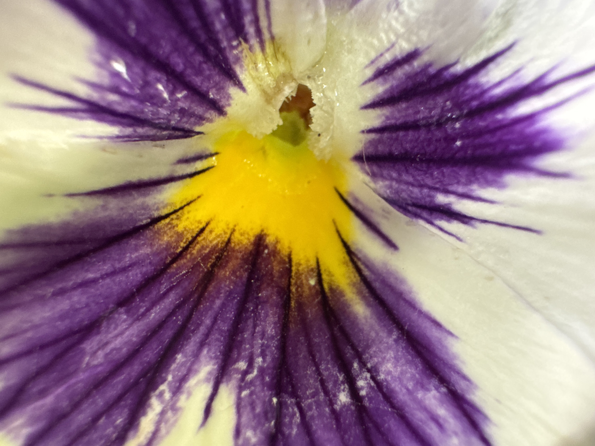 The image is a close-up shot of a pansy flower. The flower has a yellow center surrounded by white petals with purple streaks radiating outwards. The photo is likely taken indoors under soft lighting. The location of Izhevsk, Russia is not evident from the image itself.