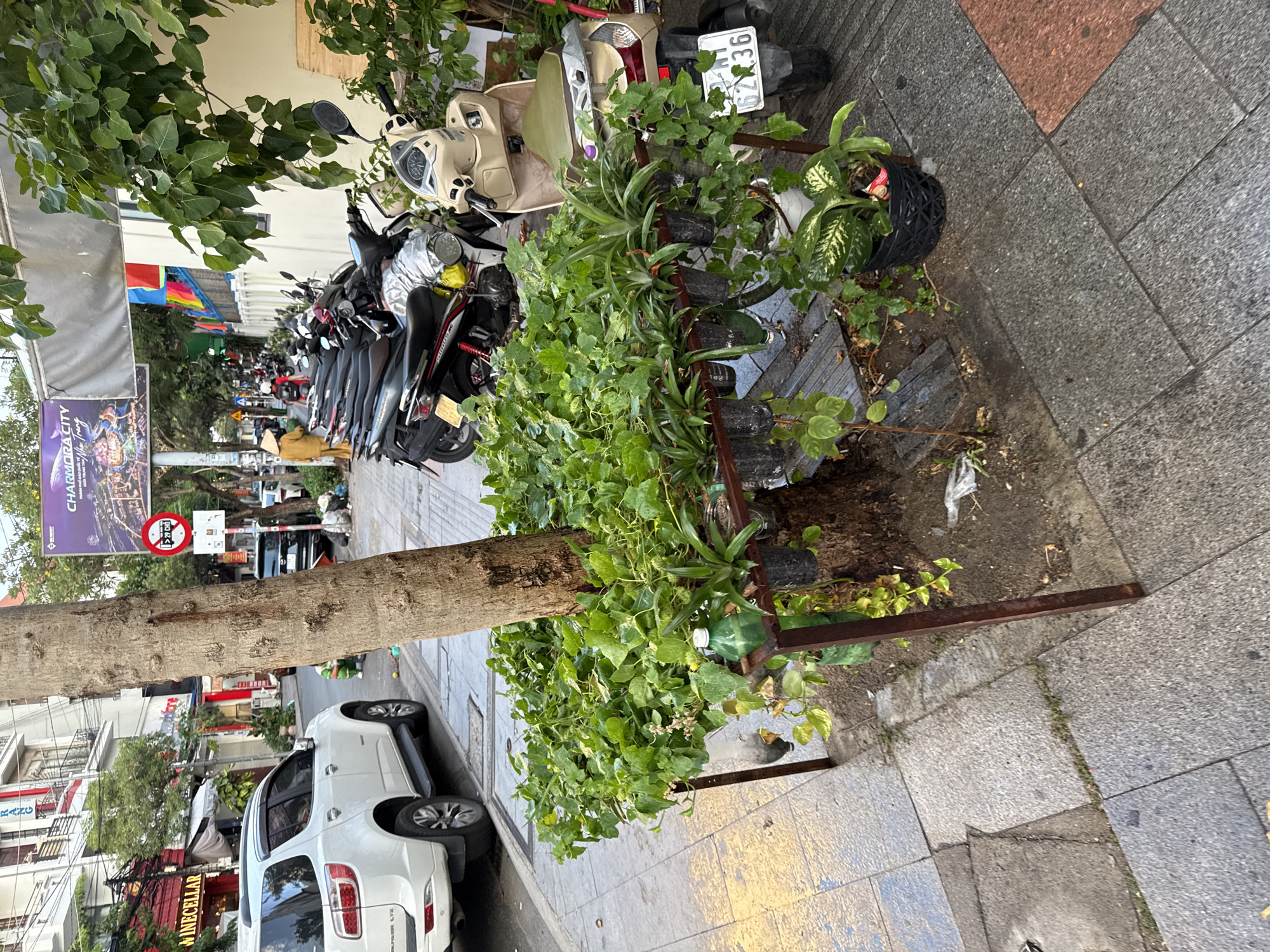 The image depicts a street scene in Nha Trang, Vietnam, likely during daylight hours. A mature tree trunk is prominent in the foreground, partially obscured by a dense arrangement of green plants growing in recycled plastic containers and a larger black pot. These plants are supported by a simple metal rack. To the left, a white SUV is parked on the side of the road. Beyond the SUV, a building with red accents and signage for "WINECELLAR" is visible.
Further down the street, a row of parked motorcycles lines the sidewalk. A person wearing a traditional conical hat and a yellow robe walks away from the camera. In the background, another building displays a large banner for "CHARMORA CITY Nha Trang". The street is paved with grey tiles, and there are indications of trash and debris on the ground. The overall environment suggests a busy urban setting.