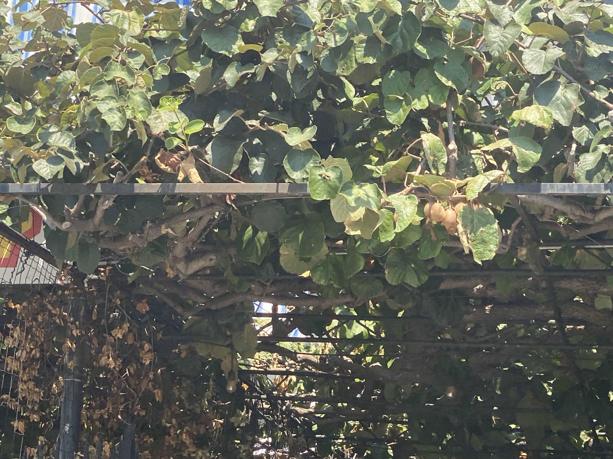 The image shows a dense canopy of green leaves and vines growing over a horizontal metal structure, possibly a pergola or trellis, in Bar, Montenegro. The leaves are a vibrant green, with some appearing slightly lighter and others darker, suggesting varying levels of light exposure. Interspersed among the leaves are several brown, oval-shaped fruits, consistent with kiwifruit, hanging from the vines.
The metal structure is made of dark, horizontal bars. Below the main canopy, there is a darker area with dried, brown leaves and what appears to be a chain-link fence to the left. The sunlight filters through the leaves, creating dappled light and shadows. In the upper portion of the image, glimpses of a bright blue sky can be seen through gaps in the foliage.
The scene appears to be an outdoor garden or a cultivated area where fruit is being grown. The overall impression is one of abundance and natural growth. There are no people or animals visible in the image. The composition focuses on the interplay of light, shadow, foliage, and fruit within the structured environment.