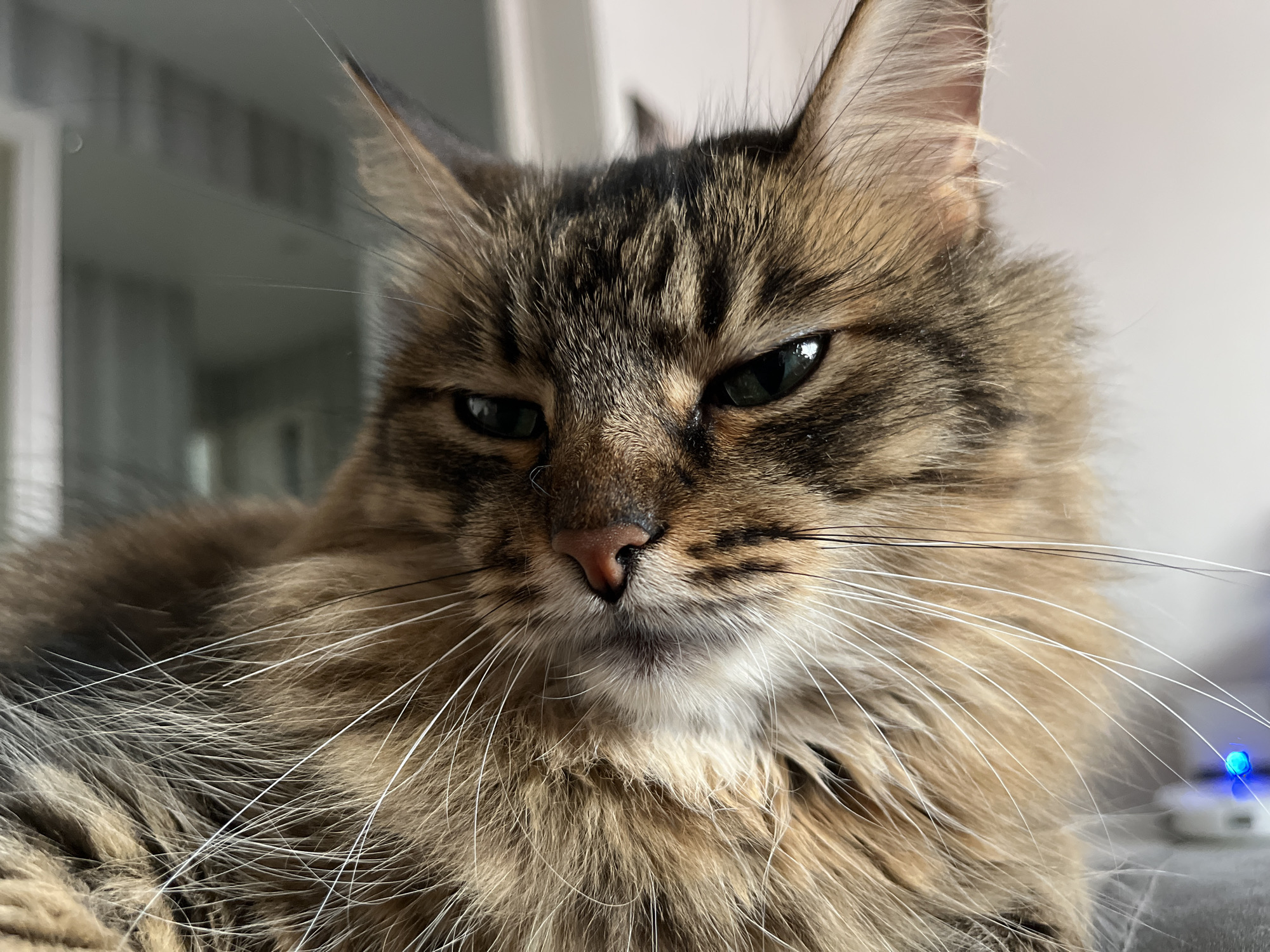 This is a close-up, low-angle, medium shot of a long-haired tabby cat's face. The cat is looking downwards and to the left with a seemingly unimpressed or skeptical expression. Its eyes are dark green and partially narrowed. The cat's fur is a mix of brown, black, and lighter brown stripes, with prominent white whiskers fanning out from its muzzle. The cat's nose is a light pinkish-brown. The background is out of focus, showing a light-colored wall or surface on the right, and a blurred interior with some indistinct shapes on the left. A small, bright blue light is visible in the far right background, possibly from an electronic device. The lighting appears to be natural, suggesting daytime. There is no visible text in the image.