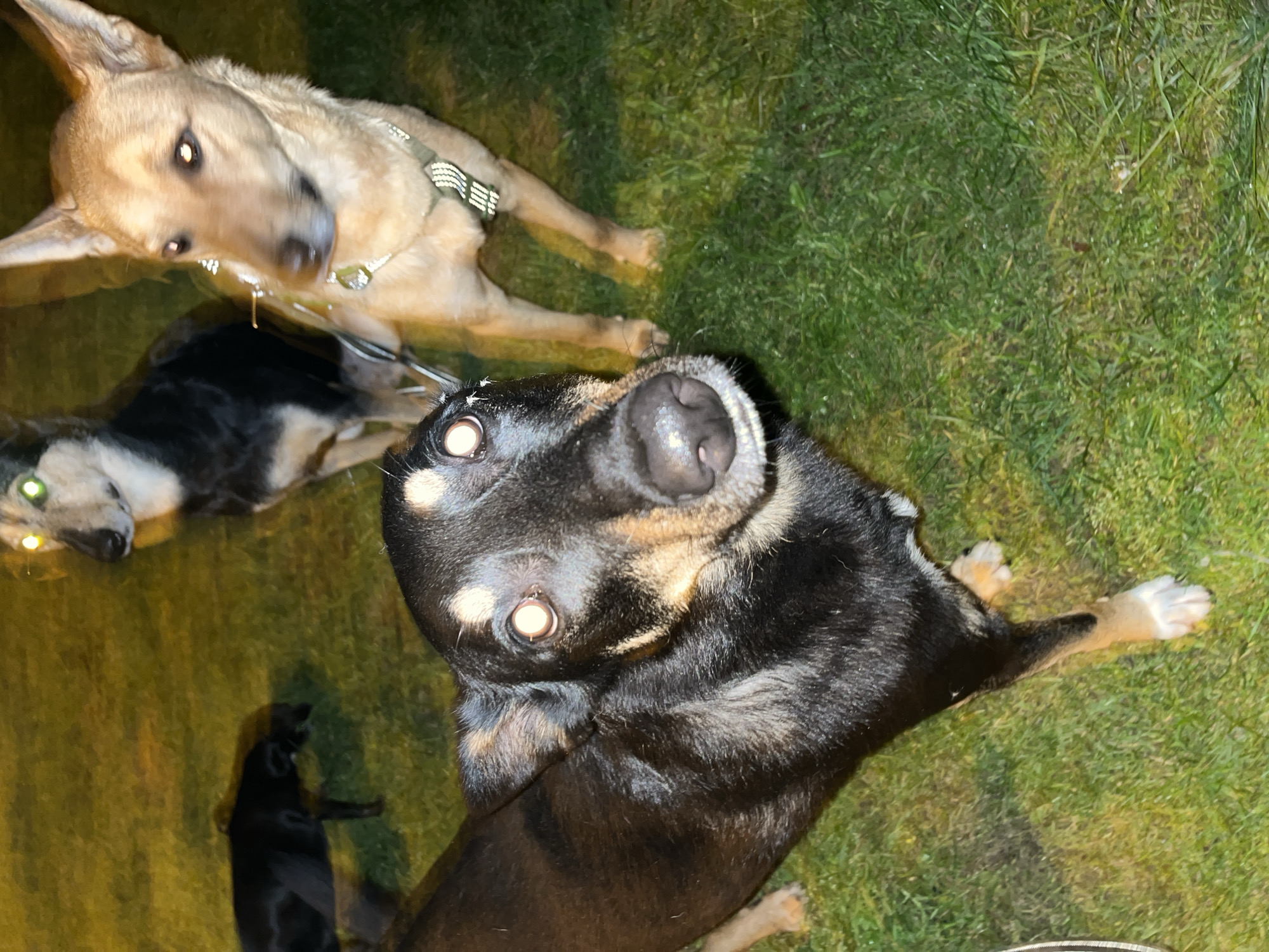 Four dogs are present on a grassy area at night, likely a park or yard. The dog in the foreground is black and tan, looking directly at the camera with its eyes illuminated by a flash. Behind it, a black dog is partially visible. Further back, a dog with a black and tan coat and bright eyes is looking to the left. A tan dog with a green collar and leash is to the right, facing left with its head turned towards the camera. The lighting suggests an artificial light source, possibly a flashlight or camera flash, is illuminating the scene from the front and slightly above. The environment appears to be an outdoor urban setting in Nizhny Tagil, Russia, characterized by the presence of grass and a slightly uneven ground surface.