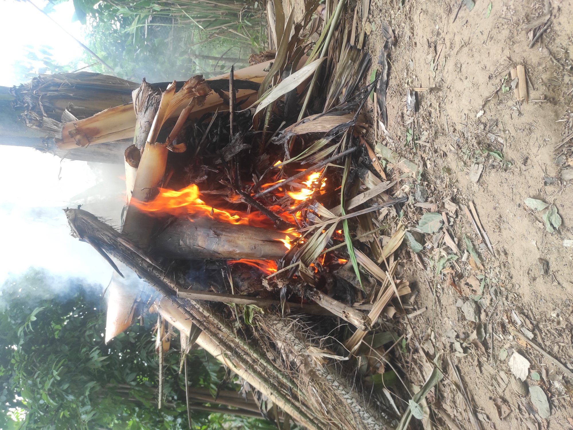 An outdoor scene captures a burning pile of banana tree debris in Lhokseumawe, Indonesia. The fire is actively consuming dried banana stalks and leaves, producing white smoke that drifts upwards and dissipates into the hazy sky. The ground beneath the fire is composed of dry soil and scattered organic matter, including fallen leaves and small twigs. The surrounding environment is lush and green, with dense foliage and trees visible in the background, suggesting a tropical or sub-tropical setting. The composition is a close-up shot of the fire and its immediate surroundings, with no people or animals present in the frame. The lighting appears to be natural daylight, with the bright flames being the most illuminated element of the image.