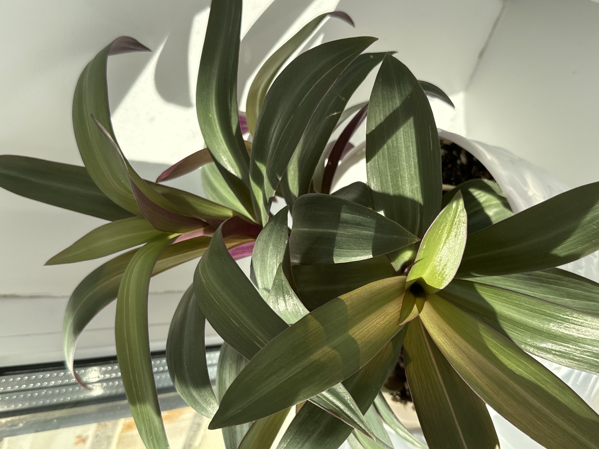 The image shows a close-up view of a Rhoeo discolor plant, also known as Moses-in-the-cradle. The plant is in a white pot and is placed on a windowsill. The leaves are long, pointed, and have a deep green color on top with purple undersides. Sunlight is casting shadows on the leaves and the wall behind the plant. The background suggests an indoor setting with a window to the left, showing a slightly blurred view of window blinds and an outdoor scene. There are no people or animals visible in the image. The location of Znamya Oktyabrya, Russia, is not depicted in this image.