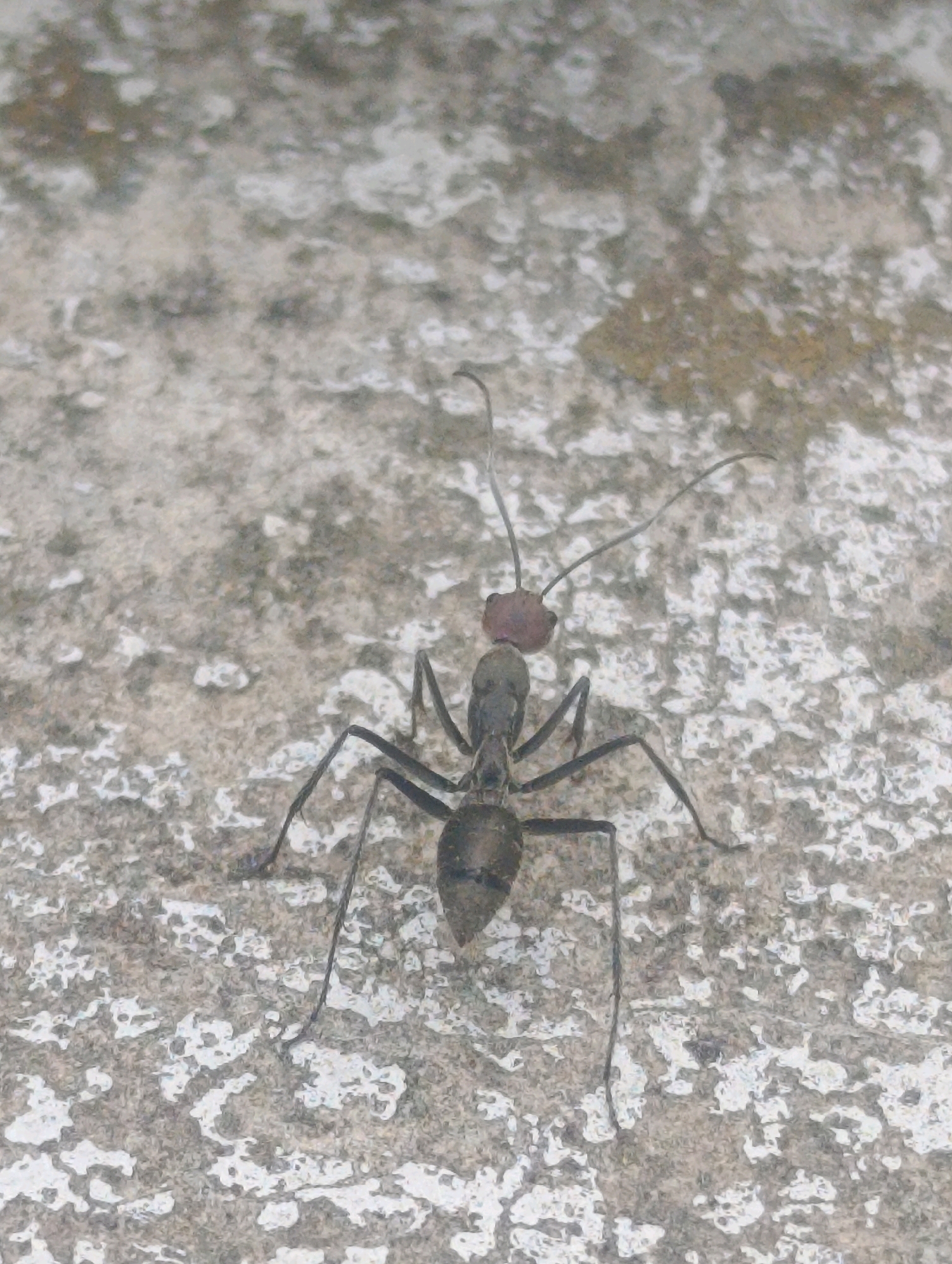 An extreme close-up, high-angle shot captures a black ant with a reddish-brown head standing on a textured, light-gray surface that appears to be concrete or stone. The ant's body is segmented, with visible legs and antennae. The background is out of focus, showing the continuation of the textured surface. The lighting is even, with no harsh shadows. The image was taken in Cihanjuang, Indonesia.