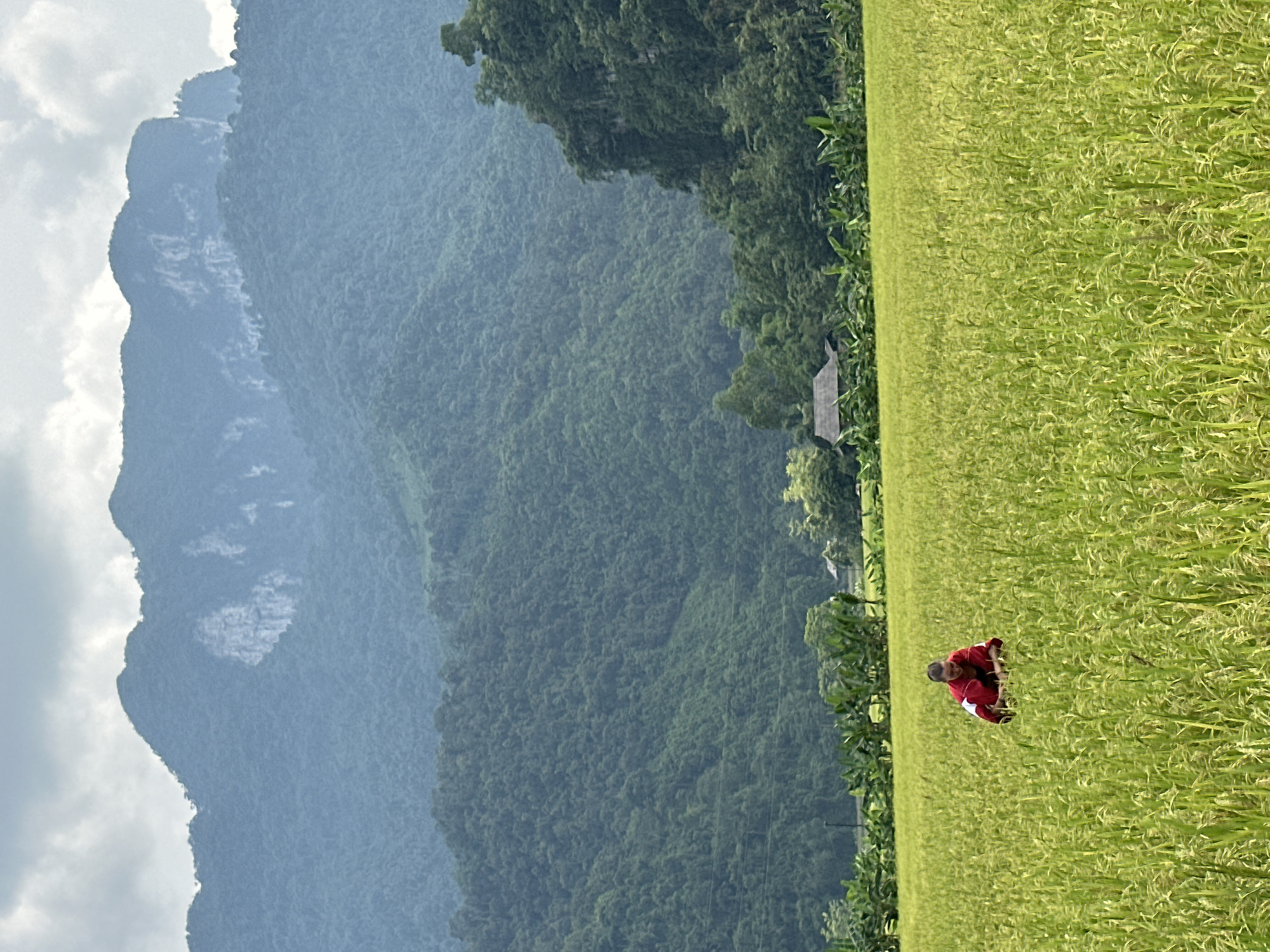 This image captures a vibrant agricultural landscape in Ngọc Đường Commune, Vietnam. A lone individual, dressed in a red top with white accents, is centrally positioned, crouched down within a vast, lush green field. The field, likely a rice paddy given the location and appearance, stretches across the mid-ground, filled with mature, light-green crops.
In the background, a majestic range of forested mountains dominates the scene, their peaks partially obscured by a cloudy, overcast sky. The mountains are densely covered in tropical vegetation, displaying varying shades of green and blue-grey due to atmospheric haze. A distinctive lighter patch, possibly a rock face, is visible on one of the distant mountain slopes.
Near the edge of the field, closer to the mountains, a small, simple structure, possibly a dwelling or shed, is partially visible, nestled among trees. The overall lighting suggests it is daytime, possibly late morning or afternoon, with soft, diffused light indicating an overcast or partly cloudy day. The scene portrays a serene yet industrious rural setting, highlighting the natural beauty and agricultural activity typical of the Vietnamese countryside. There is no visible text in the image.