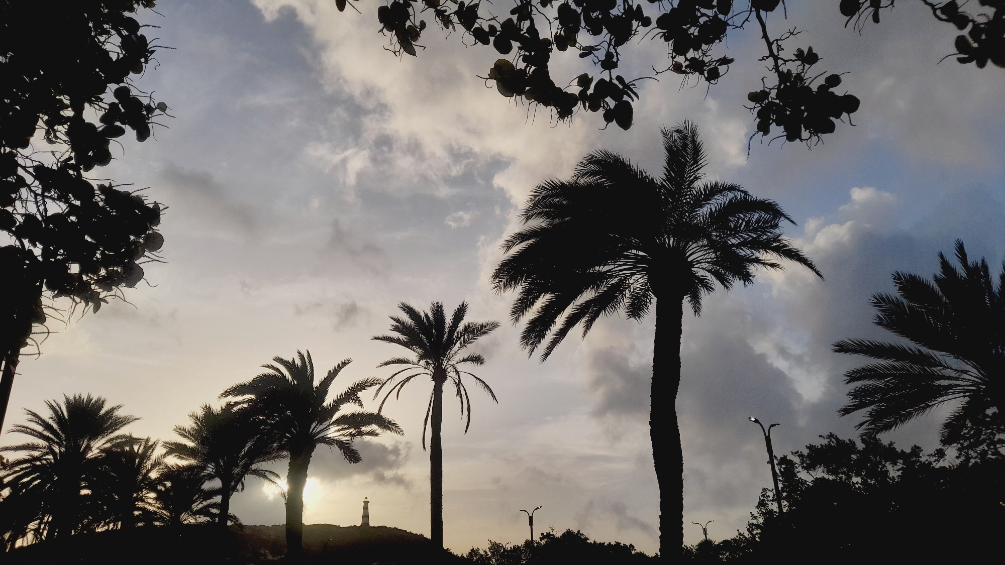 The image captures a silhouette of palm trees against a cloudy sky, with a lighthouse visible in the distance. The scene is set in the city of Pedro González, Venezuela. The foreground is dominated by the dark outlines of several palm trees, their fronds fanning out against the sky. One palm tree on the right is particularly tall, reaching high into the frame. To the left, a cluster of smaller palm trees are visible. A small, slender lighthouse stands on a hill in the middle ground, its top a distinct point against the horizon. The sky is filled with a mix of dark and light clouds, suggesting either dawn or dusk. The overall impression is one of a tropical, coastal landscape at twilight.
