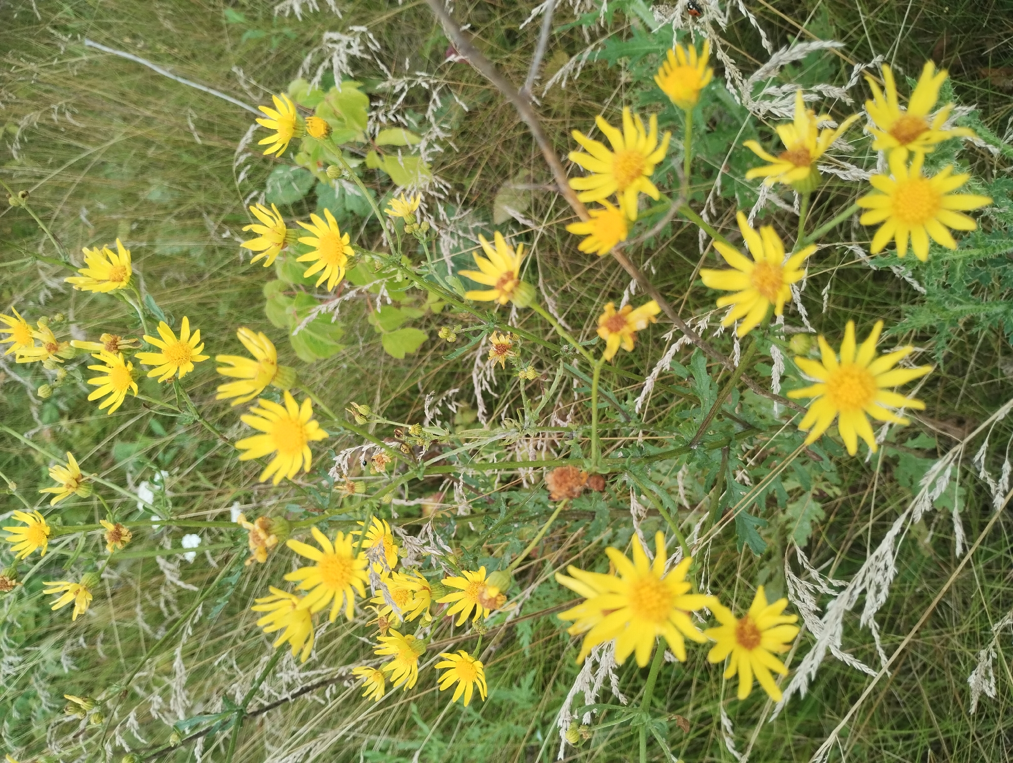 A medium shot captures a cluster of bright yellow wildflowers with jagged petals scattered throughout a field of dry grasses and green foliage. The flowers are in various stages of bloom, with some fully open and others still in bud. The background is a blur of green and brown, suggesting an outdoor, natural setting. The lighting is soft, indicating an overcast or early morning/late evening scene. The overall impression is one of natural beauty and abundance.