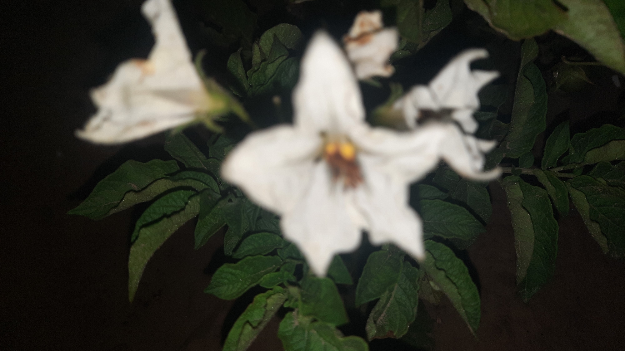 The image shows a close-up, slightly out-of-focus view of a white flower with green leaves against a dark background. The flower has five petals and a brownish-yellow center. There appear to be at least two other white flowers, one slightly blurred in the foreground and another in the background. The leaves are dark green and appear textured. The overall lighting suggests it may have been taken at night or in low light conditions. There is no indication of a specific location in the city of Шклоў, Belarus.