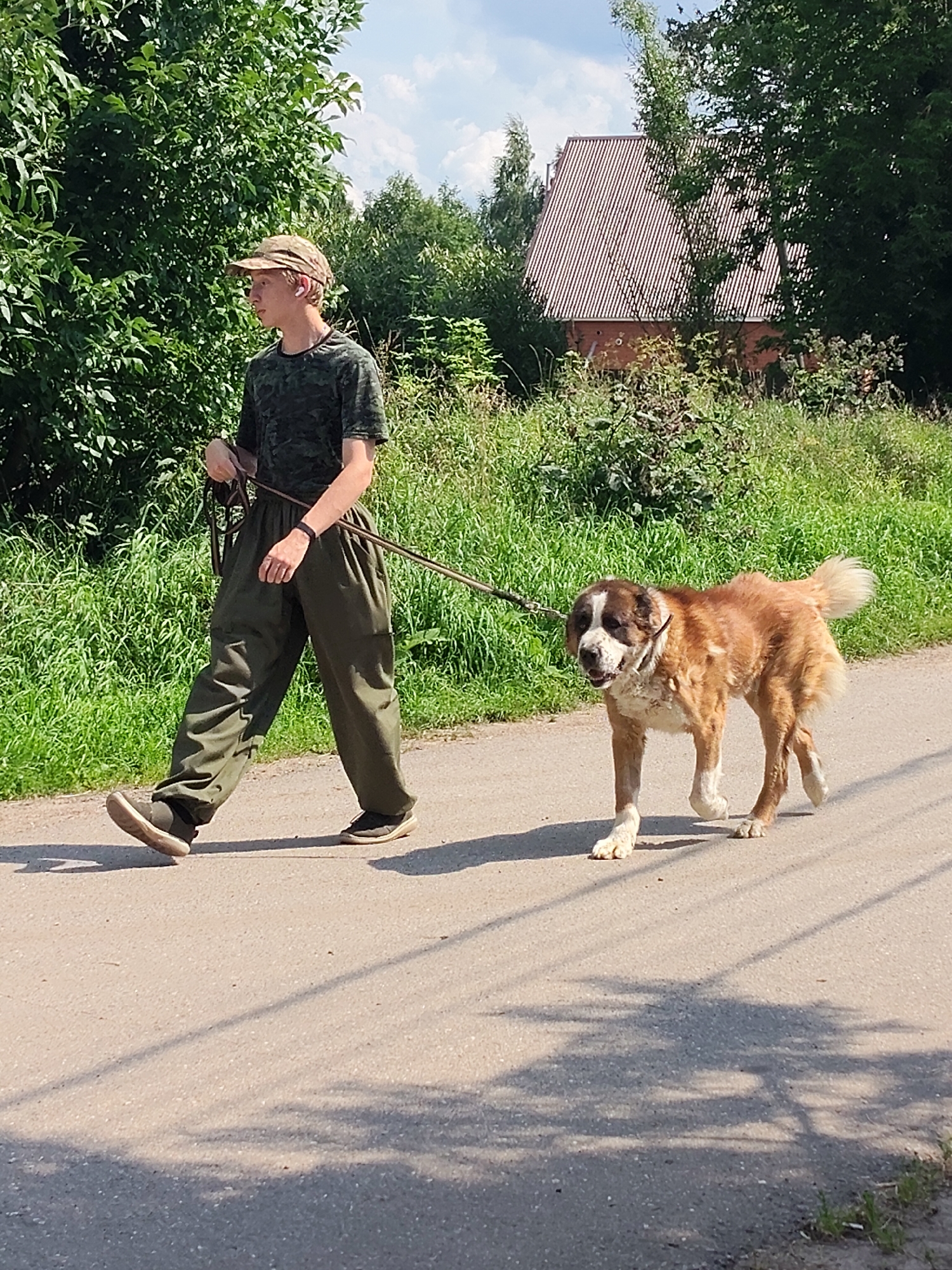 A young person wearing a camouflage t-shirt, a baseball cap, and loose olive green pants walks a large, fluffy dog on a leash along a paved road. The dog is predominantly brown and white with a thick coat and a bushy tail. The person is walking on the left side of the frame, while the dog is to their right. The scene is set outdoors on a sunny day, with lush green grass and trees lining the road. In the background, a house with a reddish-brown corrugated roof is partially visible amongst the foliage. The sky is blue with some scattered clouds. The overall impression is one of a casual walk in a rural or suburban environment. There is no visible text in the image.