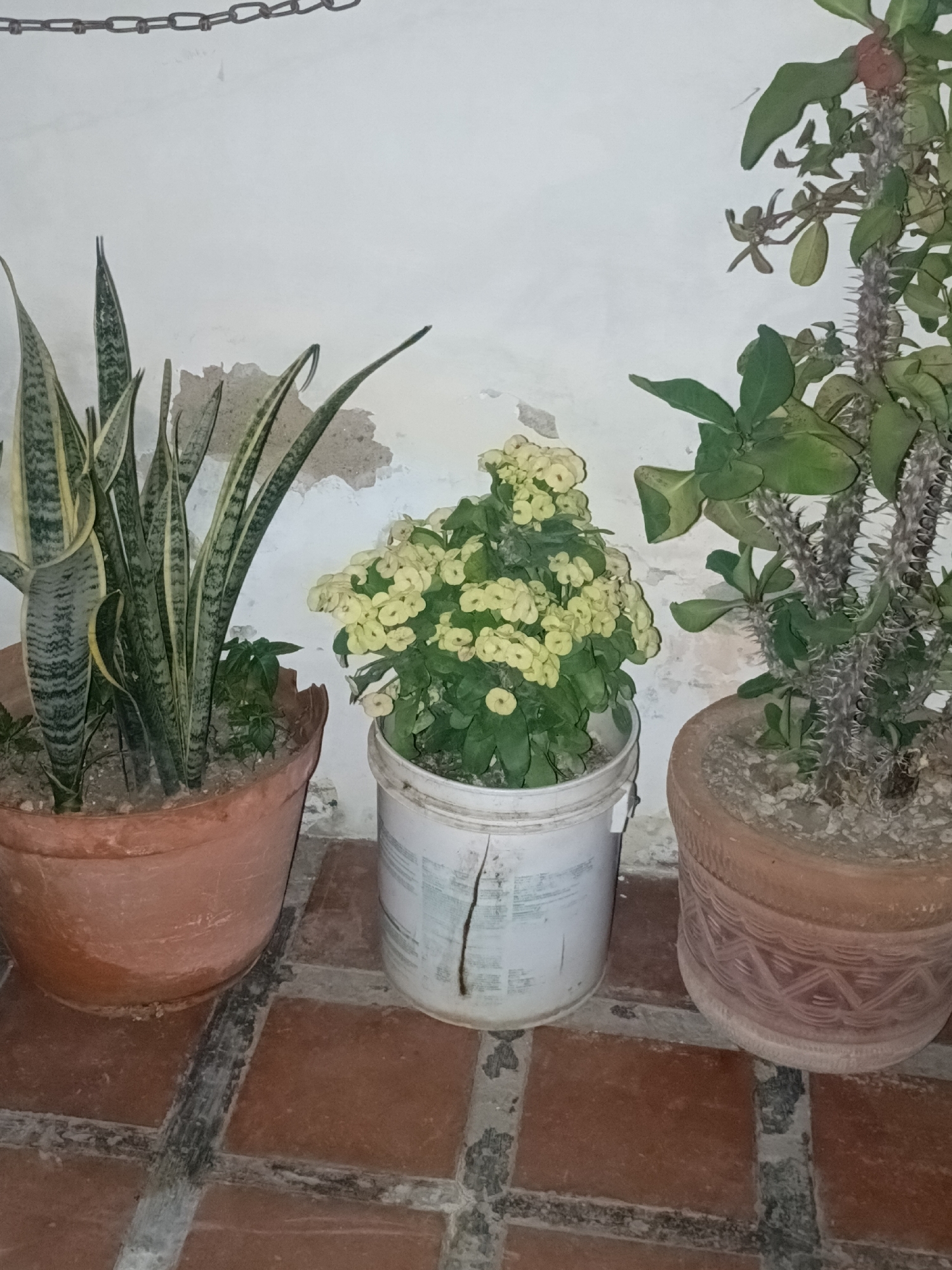 The image shows three potted plants arranged on a tiled floor against a white wall. The floor is composed of red-brown tiles with light-colored grout. From left to right, the plants are: a snake plant (Sansevieria) in a terracotta pot, a plant with small, yellow flowers in a white plastic bucket, and a Crown of Thorns plant (Euphorbia milii) with thorns on its stems and green leaves, in a terracotta pot. The terracotta pots are weathered. The white wall behind the plants has peeling paint and a chain hanging near the ceiling. The location is indicated as Juan Griego, Venezuela.