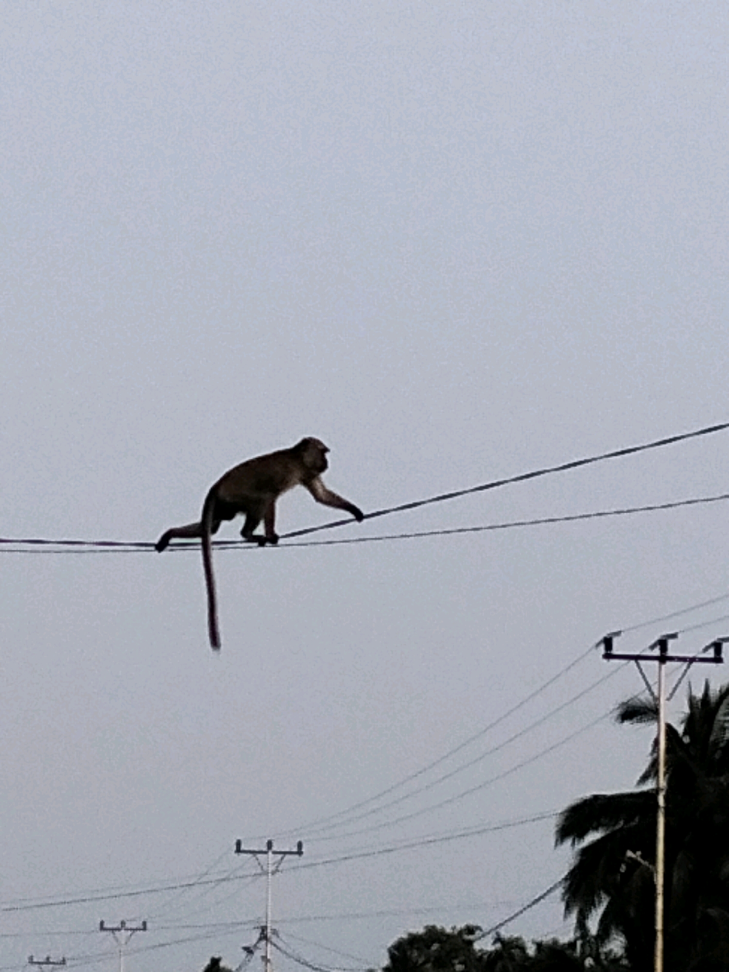 In Teluk Pambang, Indonesia, a monkey walks on a power line against a pale sky. The monkey is dark brown with a long tail that hangs down. It is in profile, facing to the right, with its front legs extended and its back legs bent. The power line is thin and black, and it stretches horizontally across the frame. In the background, there are more power lines and utility poles, as well as some palm trees and other foliage. The overall scene is somewhat murky due to the overcast sky and the dark colors of the monkey and trees.