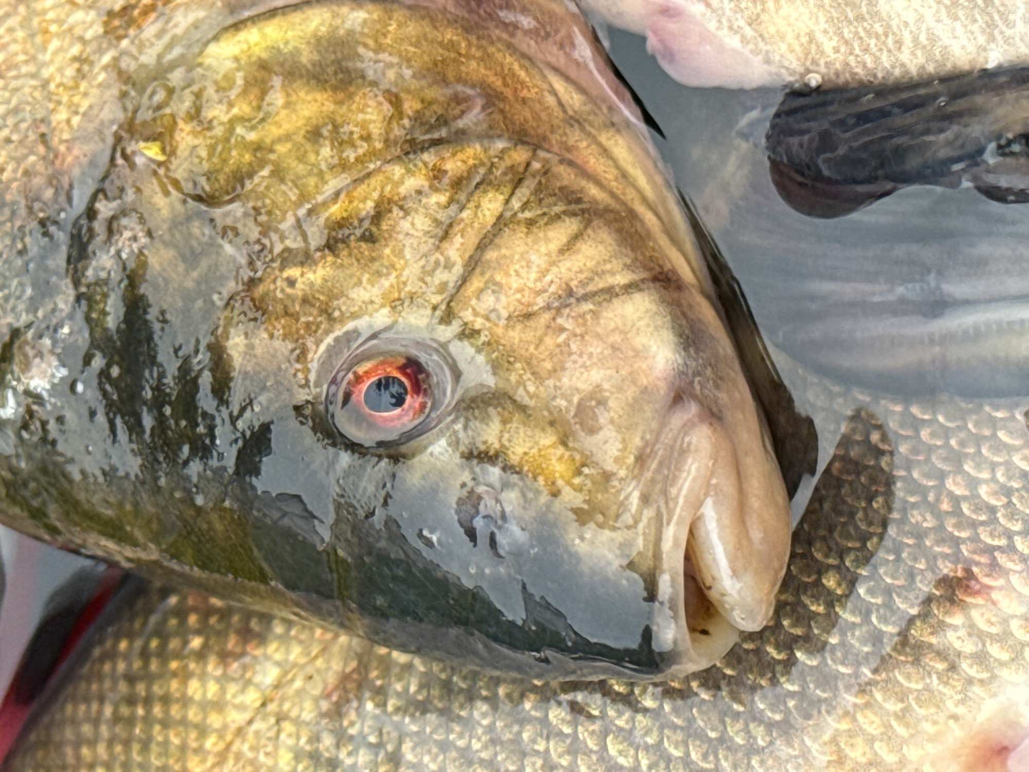 This is a close-up, overhead shot of a fish with its head angled towards the left. The fish has a dark, shiny head with a prominent red and black eye. Its mouth is slightly open, revealing a light-colored jaw. The fish's body is covered in scales that appear to be a mix of golden and dark brown hues. The background consists of other fish, also scaled, and a dark liquid, possibly water. There is no identifiable information about the location in the city of Прикамский, Russia.
