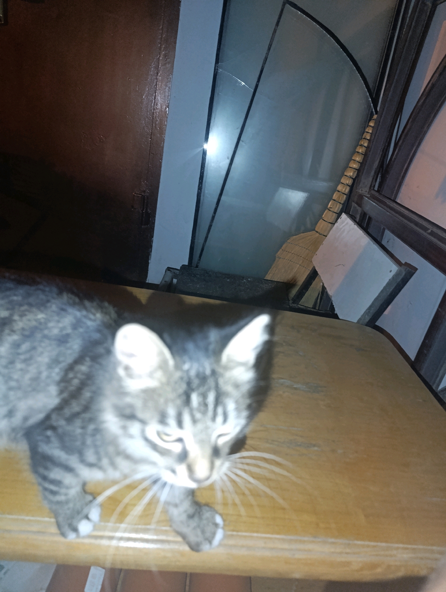 A tabby cat with gray and black stripes sits on a wooden table. The cat is in the foreground of the image, with its head tilted down. Its fur is short and sleek, and its eyes are narrow. The cat's whiskers are long and white, and they extend out from its face. The table is made of a light-colored wood, and it has a smooth, polished surface. In the background, there is a brown door and a window with a broom leaning against it. The scene appears to be indoors, possibly in a home or a storage area. The lighting in the image is dim, and there are some shadows cast on the table and the wall. It is not possible to determine the location in the city of Agachaul, Russia from the provided image.