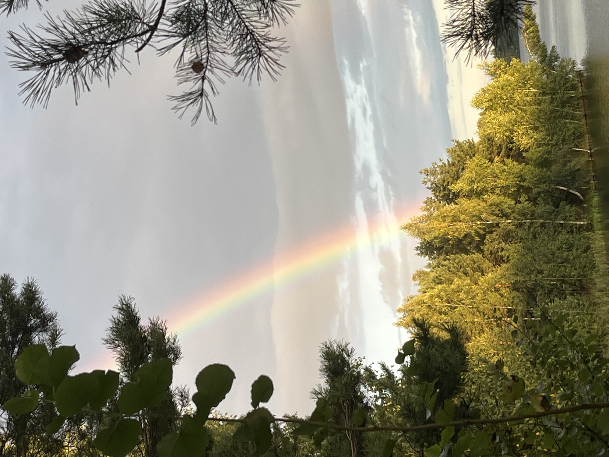 The image captures a tranquil natural scene, likely a lakeside or riverbank, in the vicinity of Novyi, Russia. A vibrant rainbow arcs across a cloudy sky, its colors subtly illuminating the overcast conditions. In the foreground, lush green foliage and pine branches frame the view, partially obscuring the distant landscape. Beyond the trees, a dense forest, bathed in the golden light of what appears to be late afternoon or early evening, lines the edge of the water. The water itself is calm, reflecting the muted tones of the sky and surrounding vegetation. No people are visible in the scene, and the overall impression is one of natural beauty and serenity.