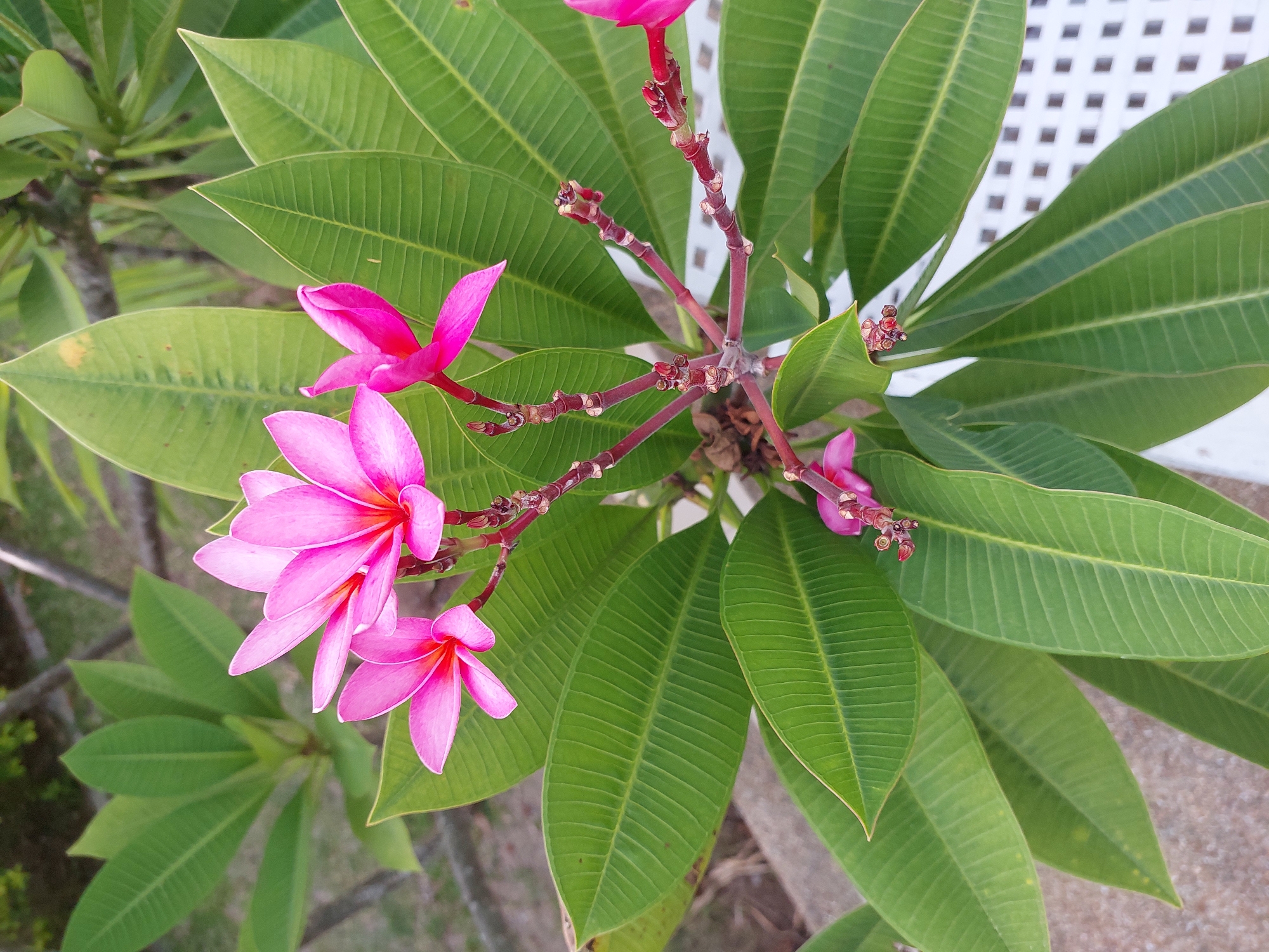 A close-up, overhead shot showcases a cluster of bright pink plumeria flowers blooming from a central stalk. The flowers, with their five petals and hints of orange in the center, are vibrant against a backdrop of large, glossy green leaves. The leaves display prominent parallel veins. The plant is growing outdoors, with hints of a pale, textured surface and a white lattice structure visible in the background. The scene is set in Baan Mae Nam, Thailand.