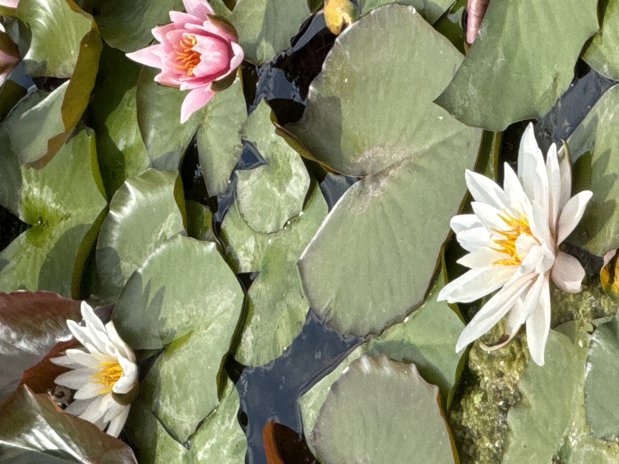 The image captures a close-up view of water lilies floating on dark water, surrounded by large, green lily pads. The scene is bathed in natural light, suggesting it was taken during the daytime. The water lilies are the primary subjects, with one pink lily in the upper left quadrant and two white lilies in the lower left and right quadrants. The white lilies have delicate, pointed petals and bright yellow centers. The pink lily is partially open, revealing its vibrant orange stamen.
The lily pads are a deep green, with some showing hints of brown on their edges, possibly indicating they are older or have been exposed to more sun. The water appears calm, reflecting the surrounding foliage and the sky. The texture of the lily pads and petals is detailed, with subtle variations in color and light. There are no people or animals visible in the image. The overall impression is one of tranquility and natural beauty. The context of Moscow, Russia, suggests this might be a pond or garden within the city, or perhaps a natural body of water. No text is visible in the image.