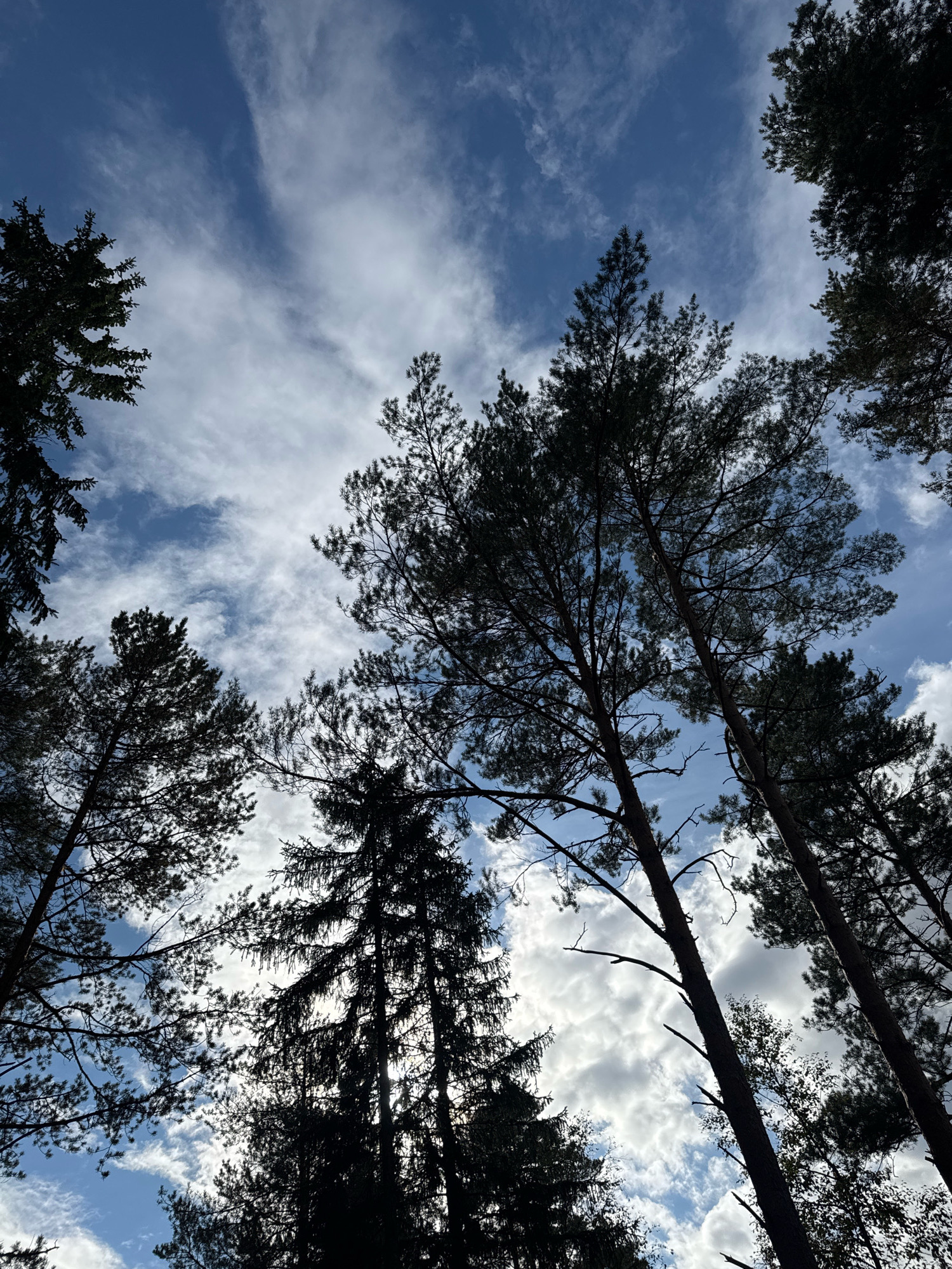 The image shows a view looking up through the canopy of tall pine trees against a blue sky with scattered white clouds. The trees are silhouetted against the sky, with their branches and needles clearly visible. The lighting suggests it is daytime, possibly late afternoon, given the angle of the sun and the shadows. The scene is natural, likely a forest or wooded area. There are no people, animals, or man-made structures visible in this frame. The environment is that of a forest, characterized by the presence of pine trees and a sky overhead. The location is specified as Arfa, Russia.