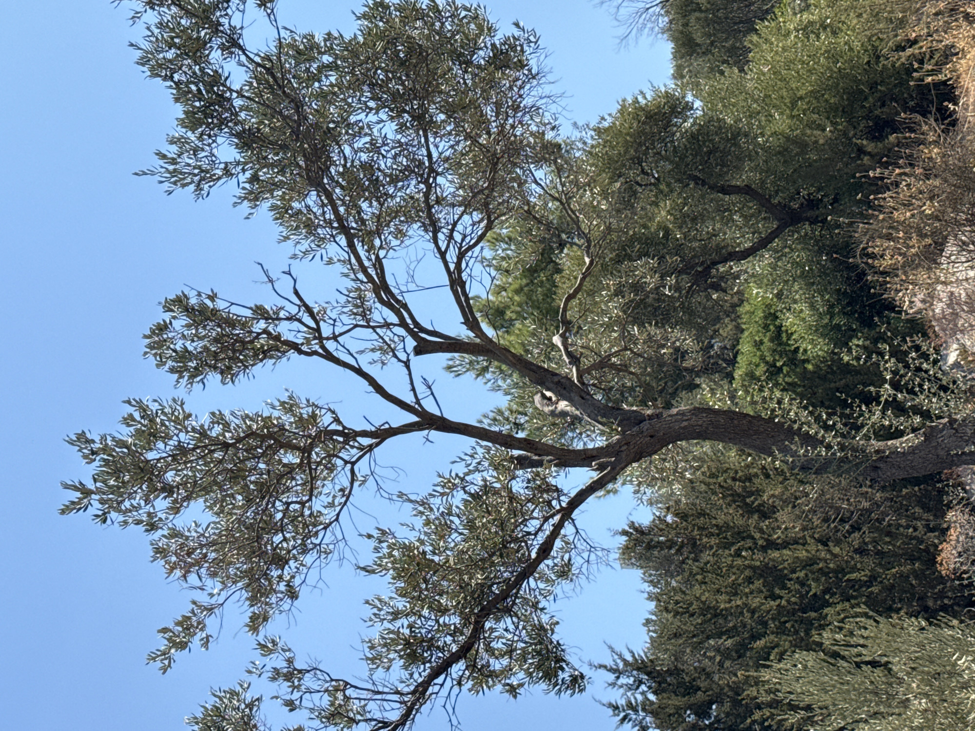 A mature olive tree with a thick, gnarled trunk and sparse foliage stands prominently against a clear blue sky. Its branches spread wide, some reaching out horizontally. In the background, a dense growth of evergreen trees and shrubs creates a natural landscape. The scene is likely located in the Bodrum region of Turkey, known for its olive groves and Mediterranean vegetation.