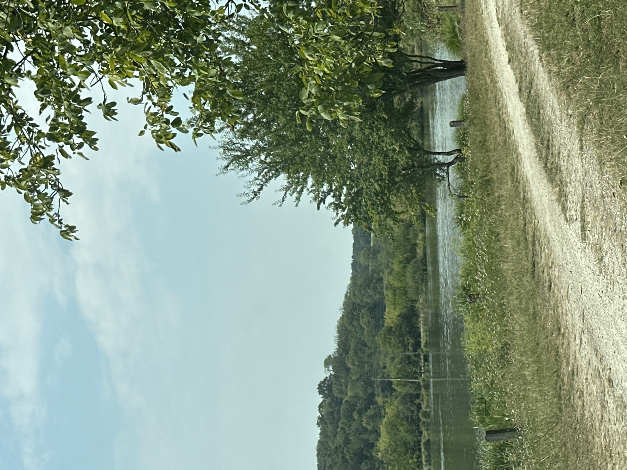 The image depicts a scenic view of a body of water, possibly a river or lake, with a tree-lined landscape in the background. A dirt path is visible in the foreground, curving towards the right side of the frame. Tall grass and vegetation grow along the edge of the path and the water. Several trees are present, with one particularly large tree with green leaves dominating the right side of the image. The sky is partly cloudy and a pale blue. There are no people or animals visible in the scene. The overall impression is one of a natural, undeveloped area.