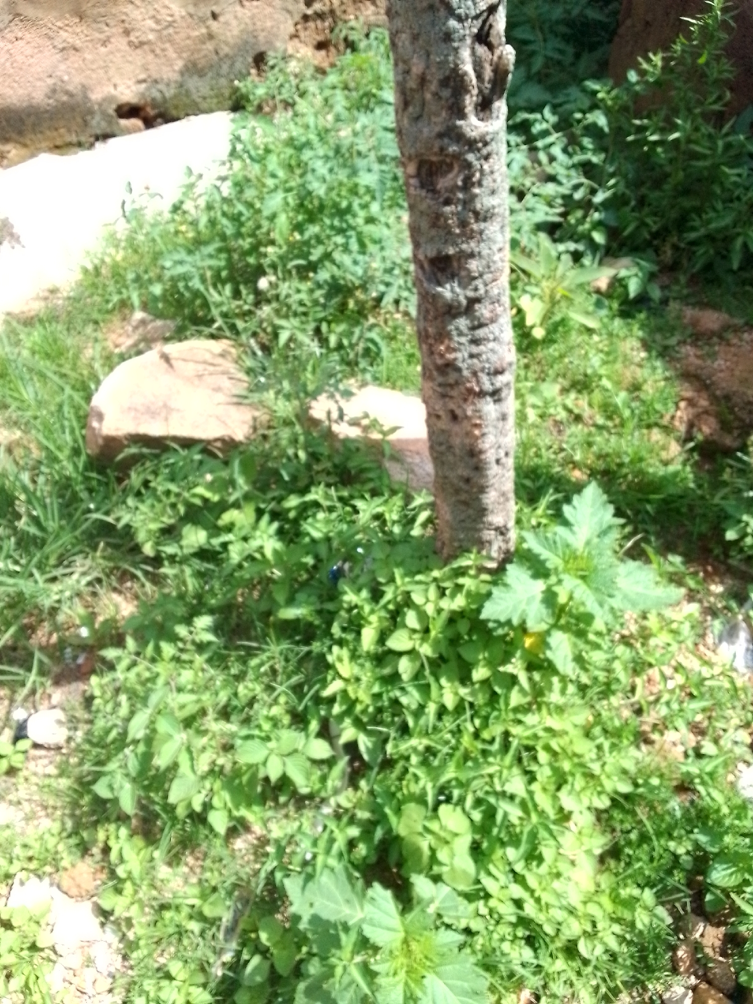 The image depicts a close-up view of a tree trunk surrounded by lush green vegetation, suggesting an outdoor natural setting. The tree trunk is rough and textured, with visible bark patterns. The ground around the tree is covered with various types of plants, including some larger-leafed plants and smaller, denser ground cover. In the background, there are rocks and more foliage, indicating a somewhat overgrown or wild environment. Sunlight is visible, casting shadows and highlighting the greenery, suggesting it is daytime. There are no people or animals visible in the image. The overall scene is one of a natural, possibly uncultivated, outdoor space. There is no visible text in the image.