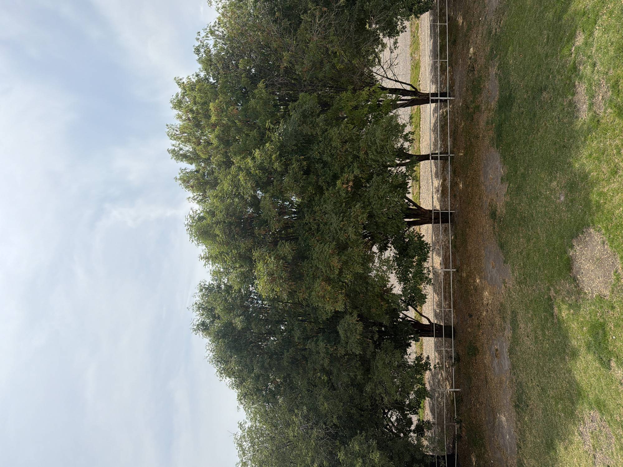 The image shows a row of trees along a fence. The location is Unknown, Unknown. The sky is visible above the trees. There is grass to the right of the fence and dirt/gravel to the left.