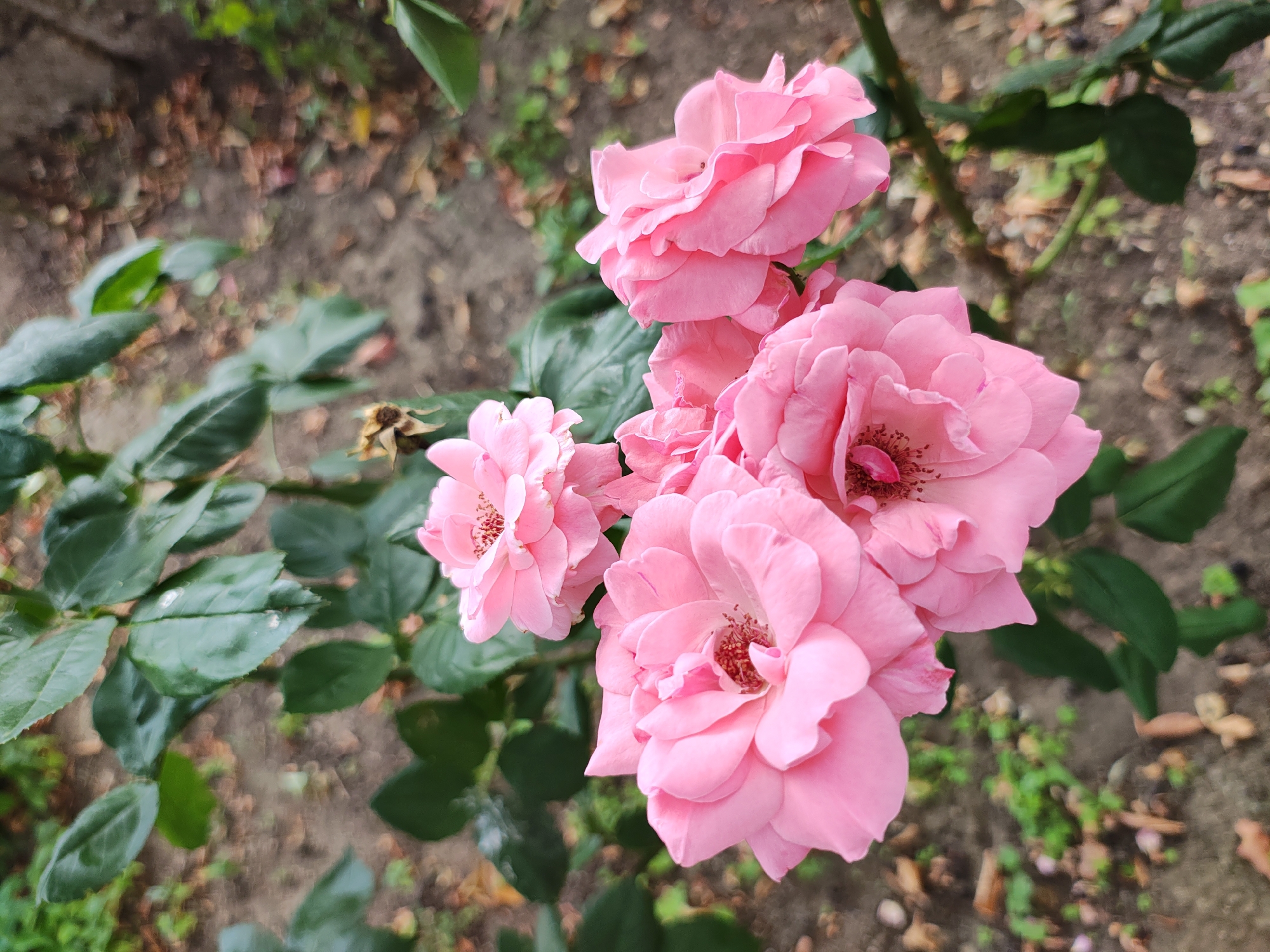 A close-up, eye-level shot showcases a cluster of five bright pink roses in bloom, positioned in the lower half of the frame against a blurred background. The roses are the primary subject, with their petals appearing soft and layered. The environment is a garden bed, with visible soil, fallen leaves, and green foliage. The overall lighting suggests an outdoor, daytime setting. The location is identified as Branipole, Bulgaria.