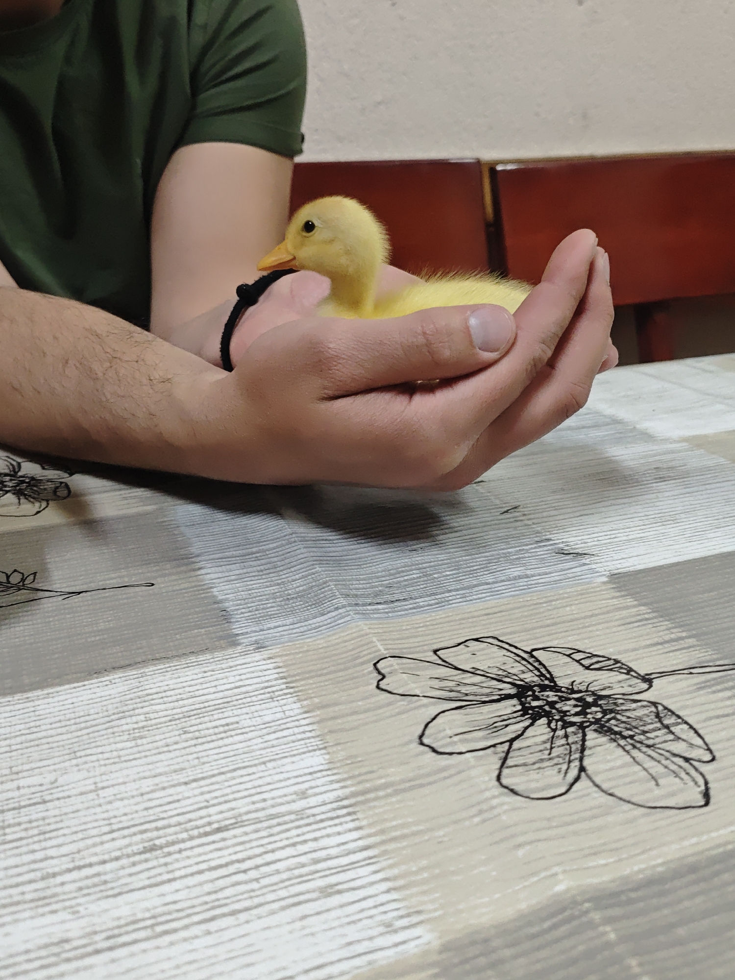 A person wearing a green t-shirt is holding a small yellow duckling in their cupped hands. The scene is set indoors, likely in a home. The duckling is the primary subject and appears calm in the person's hands. The person has a black bracelet on their wrist. The scene is lit with indoor lighting. The background includes a table with a patterned tablecloth featuring floral designs. A dark brown piece of furniture is partially visible in the background. The location is unknown.
