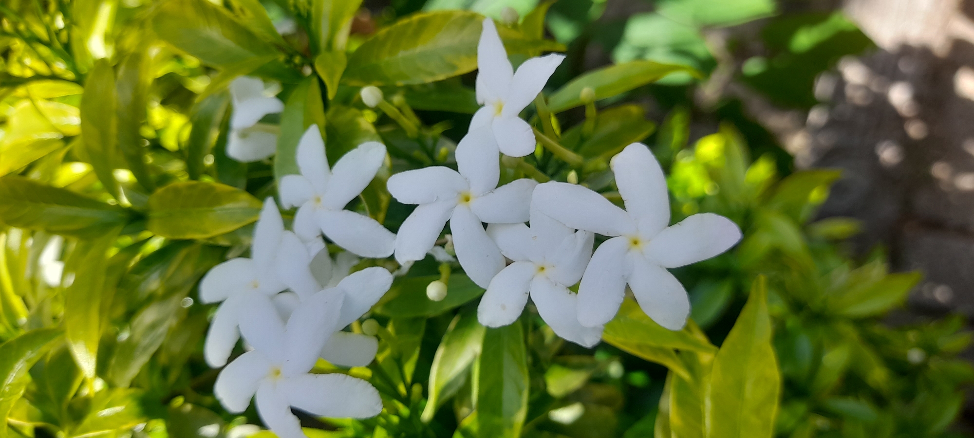 The image shows a cluster of white, five-petaled flowers with yellow centers surrounded by green leaves. The leaves have a glossy texture and some exhibit yellowing along the edges. The scene is brightly lit, with natural sunlight illuminating the flowers and foliage. The background is slightly blurred, but appears to show other foliage and possibly a pathway. Location: Unknown, Indonesia.