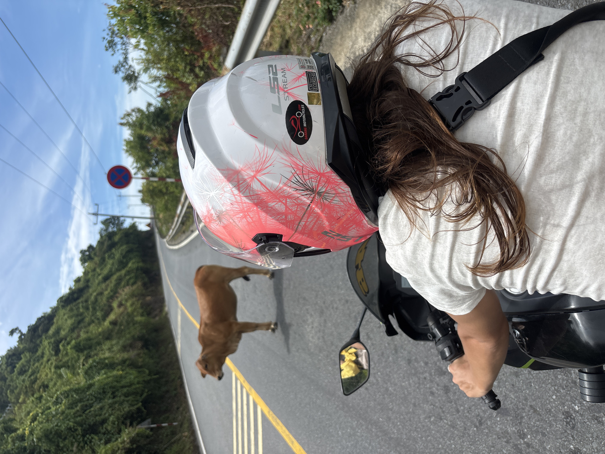A first-person perspective of a person riding a motorcycle on a winding road in Đà Nẵng, Vietnam, captures a brown cow standing in the middle of the asphalt lane. The rider wears a white and pink patterned helmet with "LS2 STREAM" and "DANANG MOTORCYCLES" logos visible. A yellow reflective vest is seen in the motorcycle's side mirror. The road is bordered by a metal guardrail on the right and a steep, densely vegetated hillside on the left. A red and blue circular traffic sign with a diagonal red line is positioned on the left side of the road further up the incline. The sky above is a clear blue with scattered white clouds.
