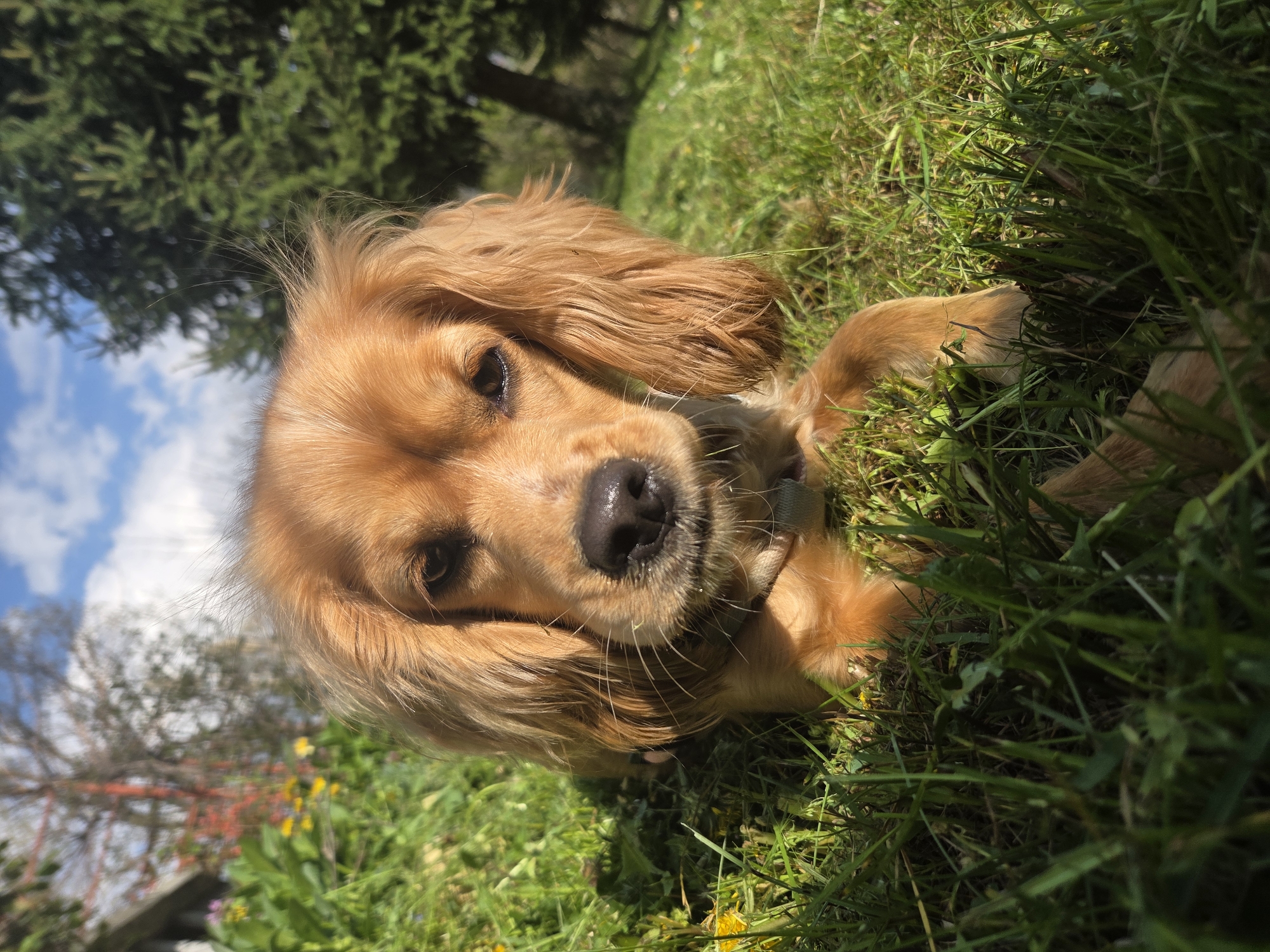 A close-up, slightly tilted, outdoor shot features a golden Cocker Spaniel lying in lush green grass. The dog's head is central, with its nose and eyes in sharp focus. The dog's coat is shiny and well-groomed. The background is blurred, showing glimpses of trees, a blue sky, and white clouds. The location is Balabansko, Bulgaria.