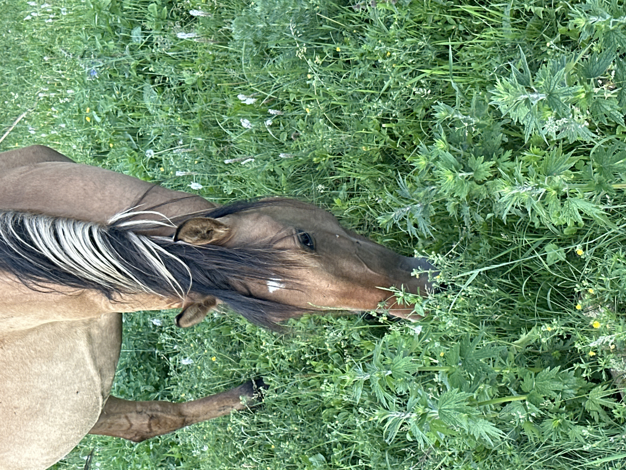 The media file shows a close-up, overhead view of a brown horse grazing in a field of green grass and wildflowers. The horse is positioned horizontally, with its head towards the right side of the frame. Its mane is a mix of dark brown and white, and a white star marking is visible on its forehead. The horse's eye is dark and appears to be looking down at the grass.
The surrounding environment is lush and overgrown, with various types of green foliage, including tall grasses and leafy plants. Small white and yellow wildflowers are scattered throughout the field, adding color to the green landscape. The lighting suggests it might be daytime, possibly overcast or late afternoon, given the soft illumination and absence of harsh shadows.
The overall scene evokes a sense of peacefulness and natural beauty, with the horse peacefully engaged in grazing. There are no visible text elements in the media file. The focus is entirely on the horse and its immediate surroundings, highlighting the textures and colors of the natural environment.