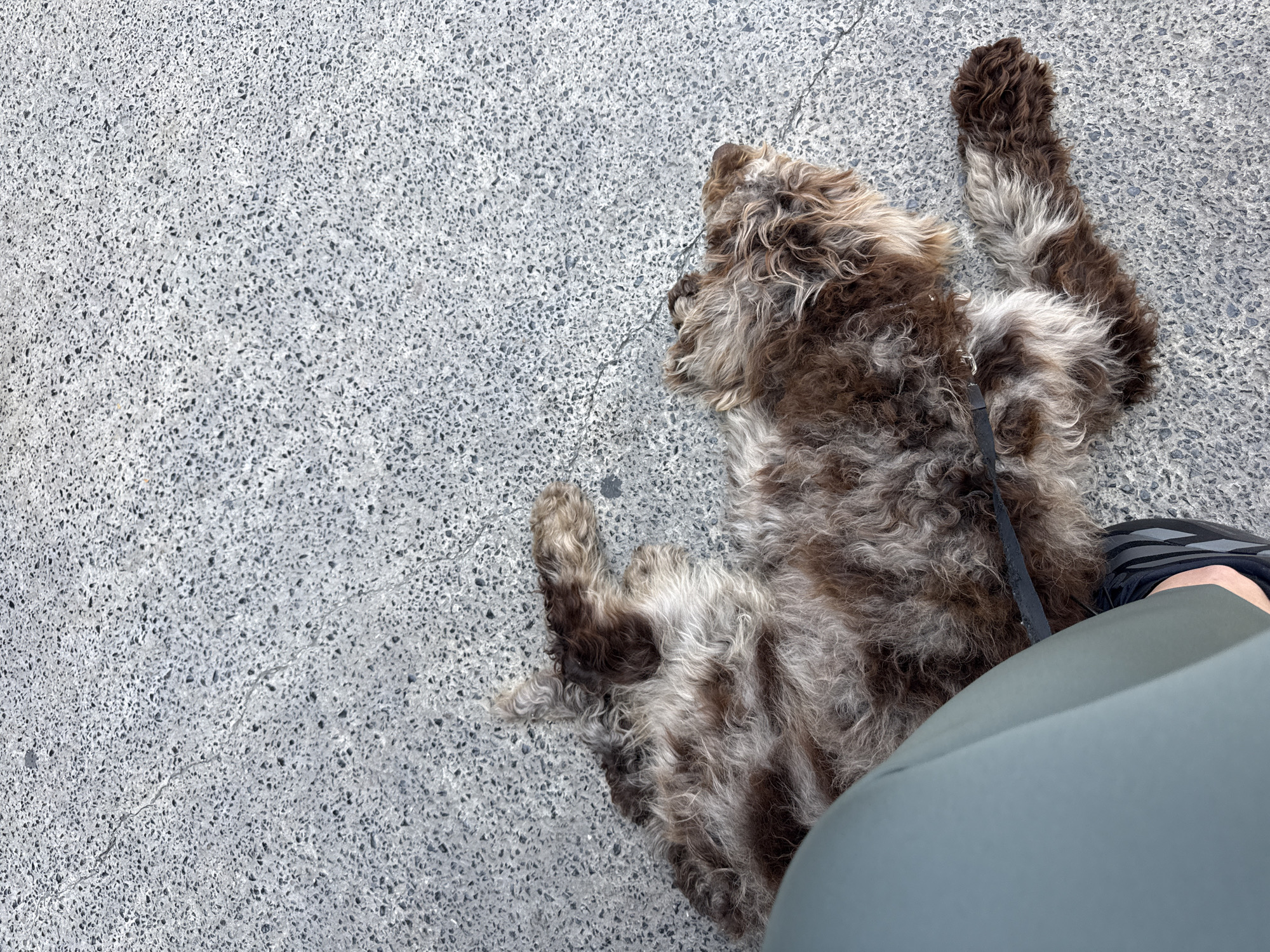 The image shows a medium-sized, brown and gray, long-haired dog lying on its back on a gray concrete surface. The dog is partially obscured by a person's leg, clad in a gray garment, and a black shoe with gray stripes. A black leash is attached to the dog's collar. The concrete surface appears to be a sidewalk or paved area with small aggregate. The location (Puebla, Mexico) cannot be independently verified from this image.