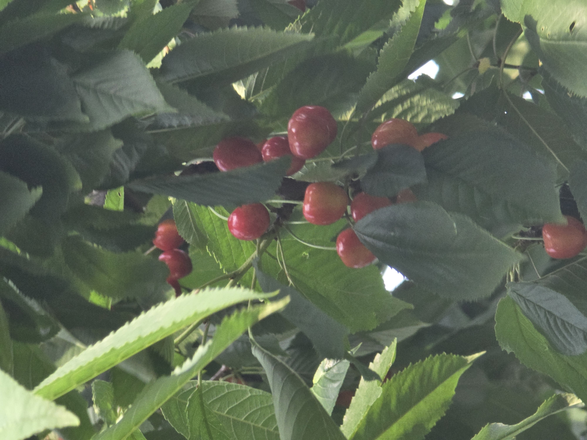 This media file shows a cluster of ripe red cherries hanging from a tree branch amidst lush green leaves. The cherries are round and have a vibrant red hue, indicating they are ready for harvest. The leaves are broad and serrated, typical of a cherry tree. The scene is dappled with sunlight, suggesting it is daytime, likely in the late morning or early afternoon, with the sun filtering through the canopy.
The cherries appear to be growing in small bunches, attached to thin stems. Some are clustered closely together, while others are more spread out. The focus is on the fruit and foliage, with the background blurred, creating a shallow depth of field that emphasizes the cherries. There are no people visible in the frame.
The setting appears to be a natural outdoor environment, likely an orchard or a garden in Pidhorodne, Ukraine. The overall impression is one of abundance and natural beauty, with the ripe cherries symbolizing a fruitful harvest. There is no visible text in the image. The weather seems pleasant, conducive to fruit growth. The time of day is suggested by the natural lighting. The activity taking place is simply the growth of the cherries on the tree, awaiting harvest.