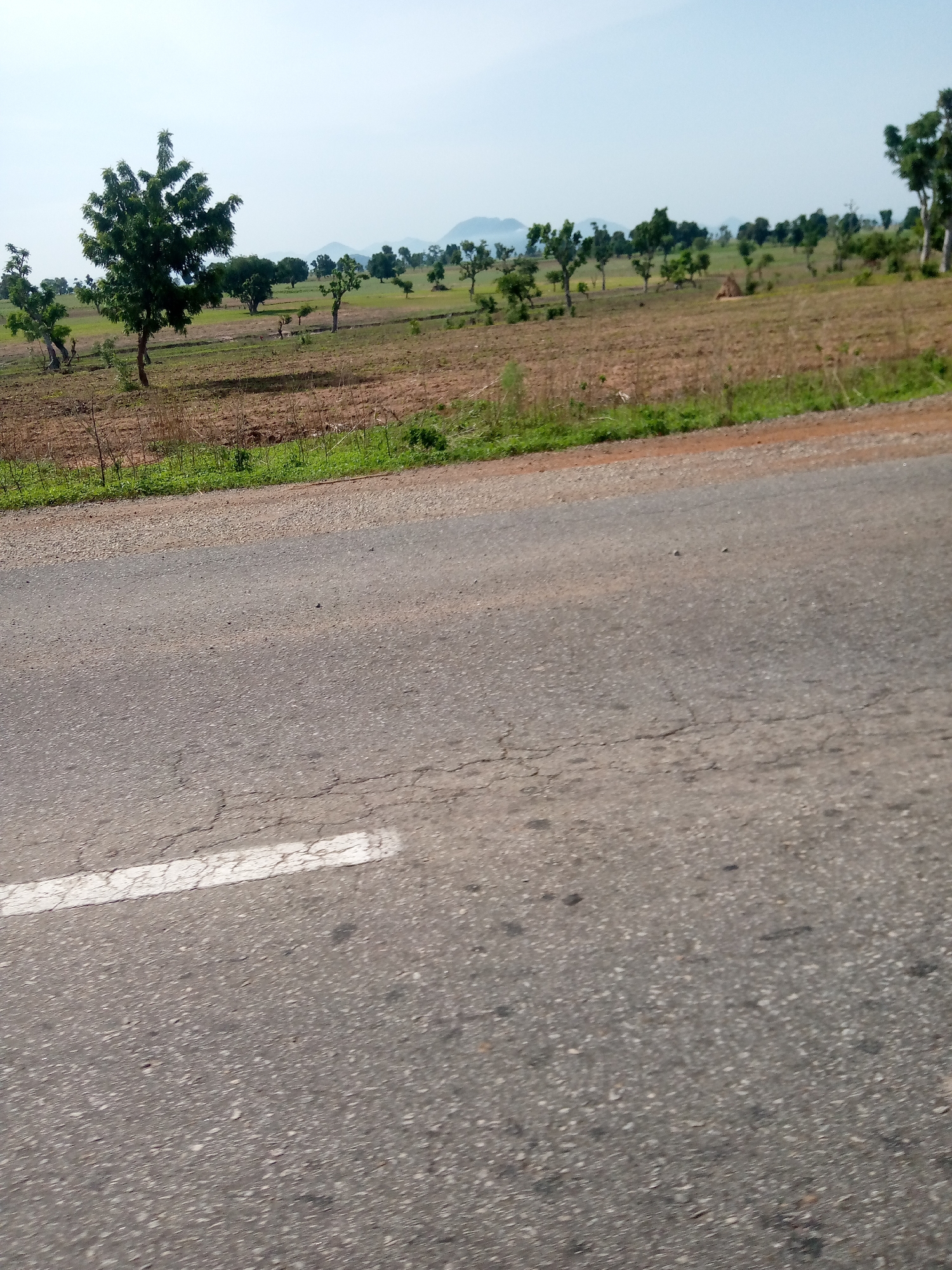 The image displays a view of a rural landscape with a paved road in the foreground. The road is gray asphalt with a white line marking the edge of a lane, which is cracked and worn. To the left of the road, there is a grassy verge and beyond that, a field of dry, brown soil with scattered green vegetation. Several trees of varying sizes are dispersed across the field, with one particularly large, leafy tree dominating the left-center of the frame. In the background, rolling hills are visible under a clear, light blue sky, with some distant mountains faintly discernible. The scene appears to be in Jauro Shomwa, Nigeria, suggesting an arid or dry season environment given the state of the fields. There are no people or animals visible in the image.