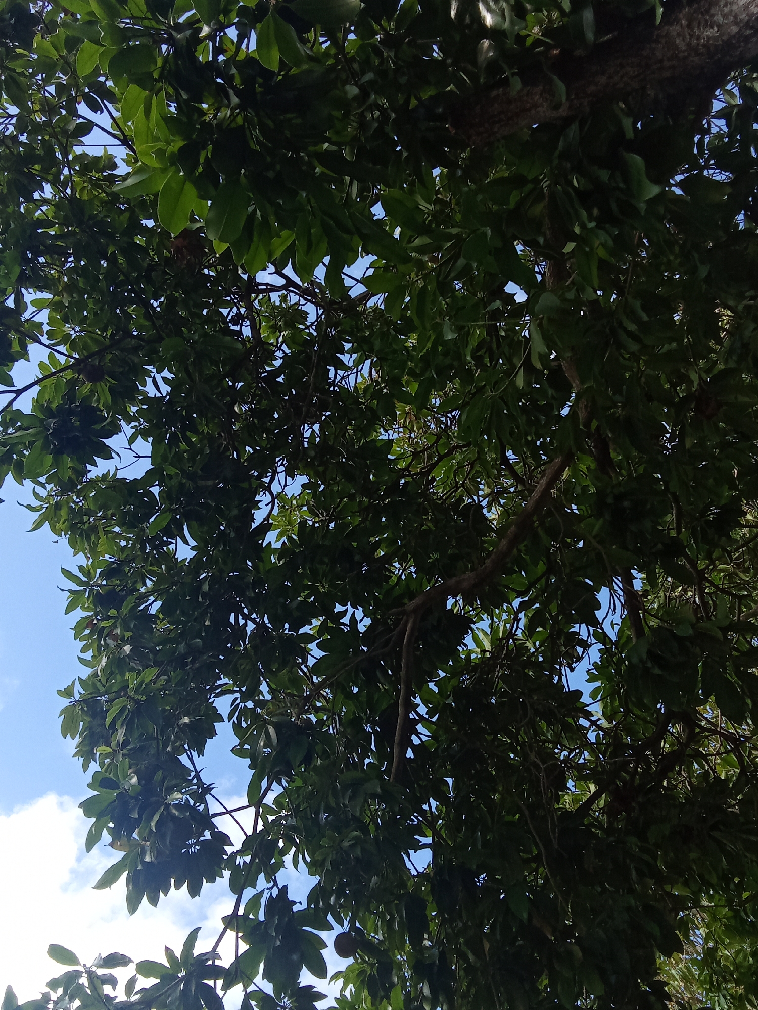 View of a tree canopy, with green leaves and branches, against a partly cloudy blue sky. The location is likely in Juan Griego, Venezuela, based on the prompt.