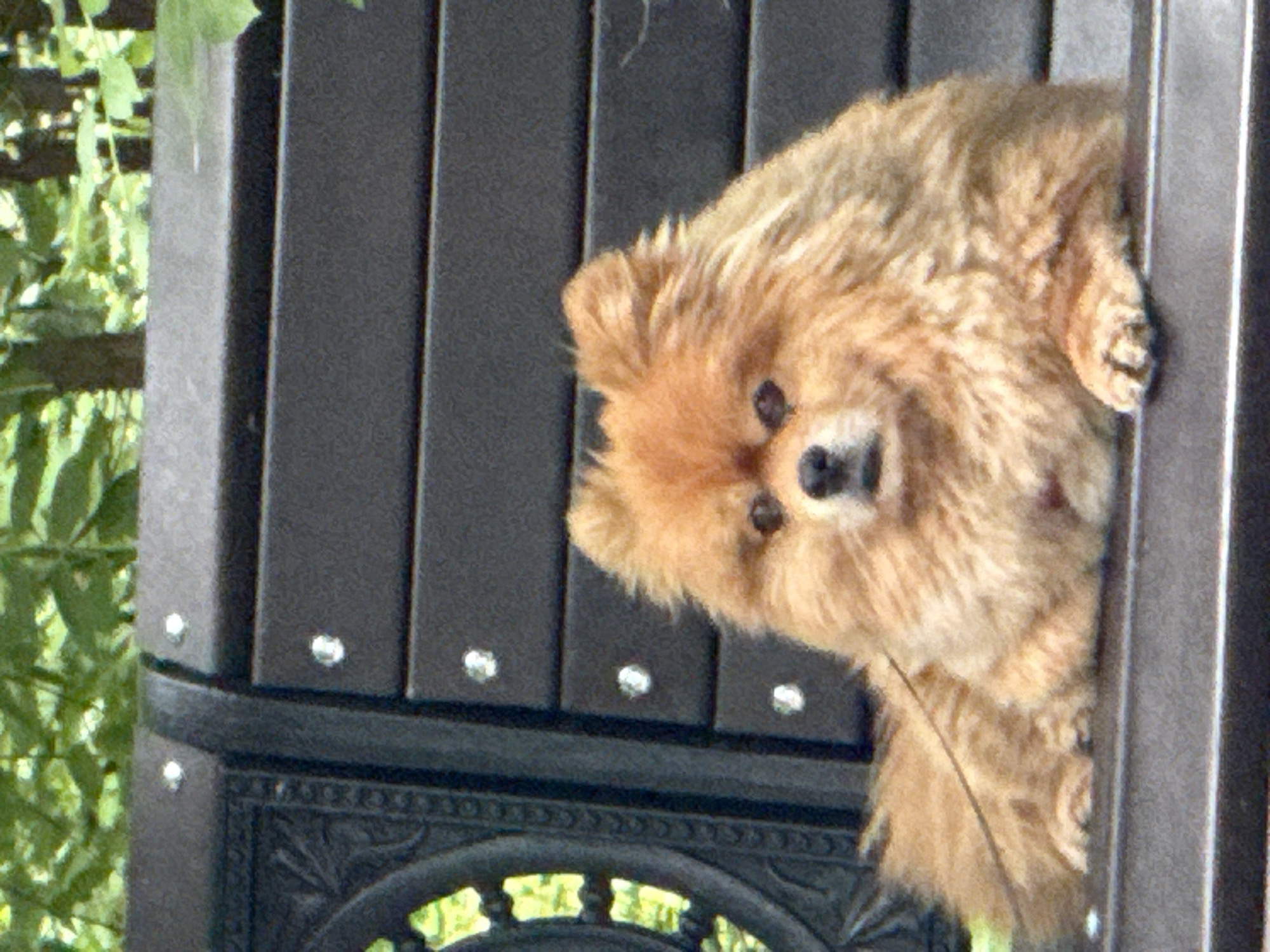 A fluffy, tan Pomeranian dog with a short leash lies on a dark park bench. The bench has a decorative black metal armrest on the left, with the seat and backrest made of dark grey wooden slats. The dog is positioned in the center of the bench, facing forward and slightly to the left. Its fur is thick and appears well-groomed. The background consists of blurred green foliage and tree trunks, suggesting an outdoor park setting. The image lacks any identifiable landmarks that would indicate a specific location within Moscow, Russia.