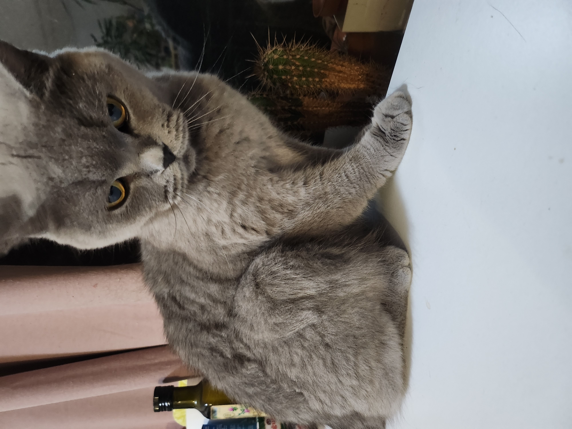 A grey British Shorthair cat sits on a white surface, looking down with a slightly displeased expression. The cat has yellow eyes and prominent whiskers. Behind the cat, a pink curtain is visible to the left, and to the right, two potted cacti stand next to some other objects that are not clearly identifiable. The scene appears to be indoors. There is no indication of the city of Tsarevo, Bulgaria, or any other specific location.