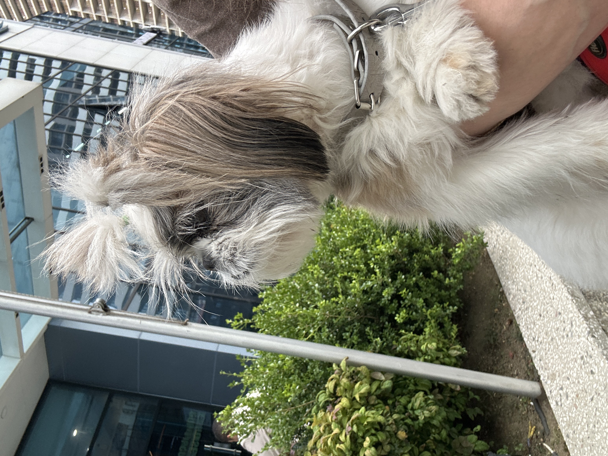 A Shih Tzu dog, primarily white with brown and black markings, is held by a person whose arm is visible. The dog wears a gray collar. In the background, there are green bushes, a gray pole, and modern buildings with reflective windows. One building has a noticeable architectural design with horizontal lines. The ground in front of the bushes is covered with small, light-colored stones. A person in a light-colored shirt is partially visible in the far left background, walking near the bushes. The scene appears to be an outdoor urban environment, possibly in Batumi, Georgia, given the architectural style of the buildings.
