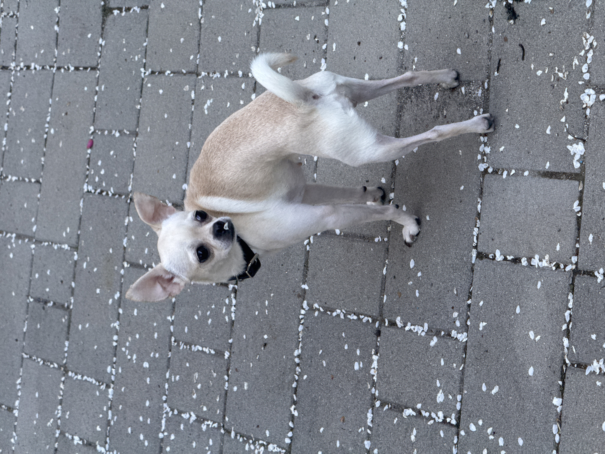 A tan chihuahua with a black collar stands on a gray brick surface covered in fallen white petals, possibly cherry blossoms. The dog is looking up and towards the camera. The location is consistent with an urban environment, which could potentially be in Sofia, Bulgaria.