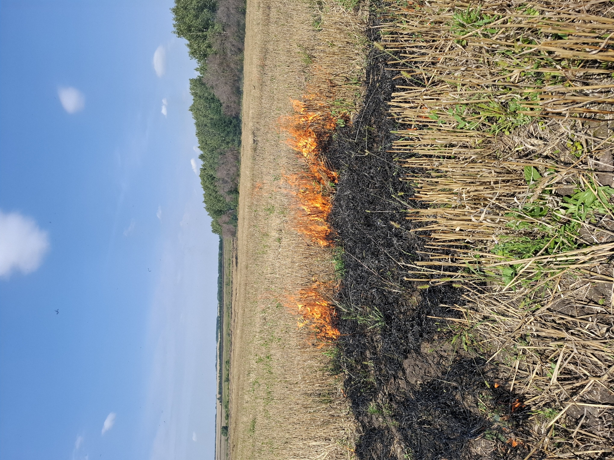 A field of dry, harvested grain stalks is partially engulfed in flames. The fire burns in a horizontal line across the field, creating a dark area of ash and smoldering material in the foreground, with vibrant orange flames reaching upwards. Beyond the fire, the field is a uniform golden brown, stretching towards a distant treeline. The sky above is a clear blue with a few scattered white clouds. The image is taken from a low angle, giving prominence to the fire and the dry vegetation. No people are visible in the image.
