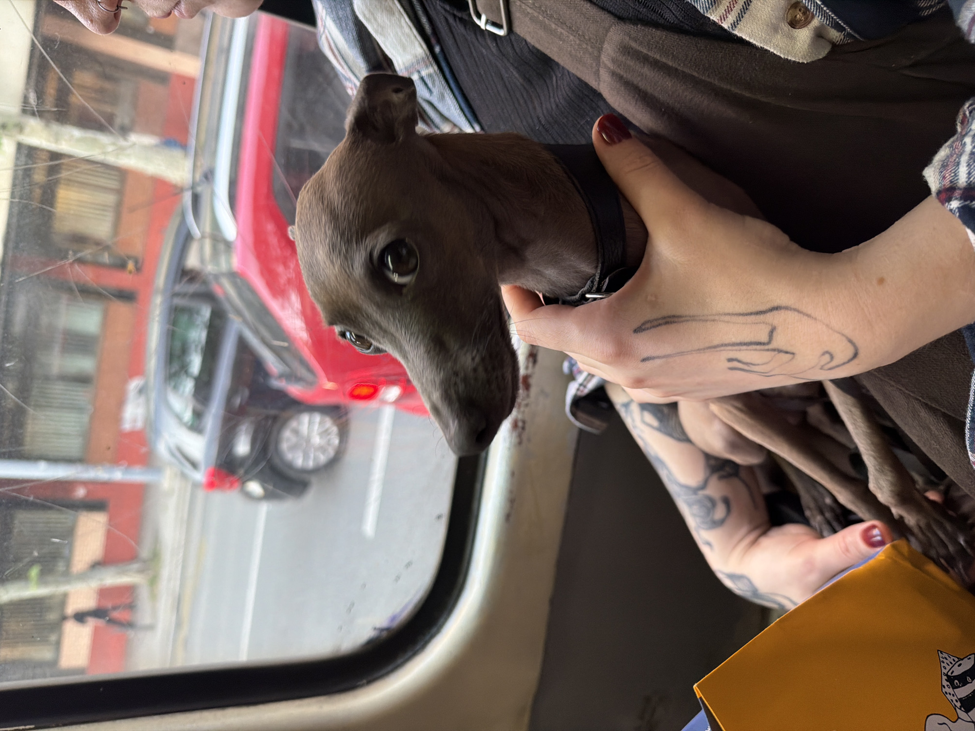 A brown Italian Greyhound puppy is being held in someone's arms inside a vehicle. The person has tattoos on their hands and arms and is wearing a plaid shirt over a brown shirt. The car window shows the reflection of buildings and cars on a street. The location appears to be an urban area, and the reflections suggest a city street with traffic and buildings. While the city of Palilula Urban Municipality, Serbia, can be inferred from the prompt, there is no way to confirm it solely from the image.