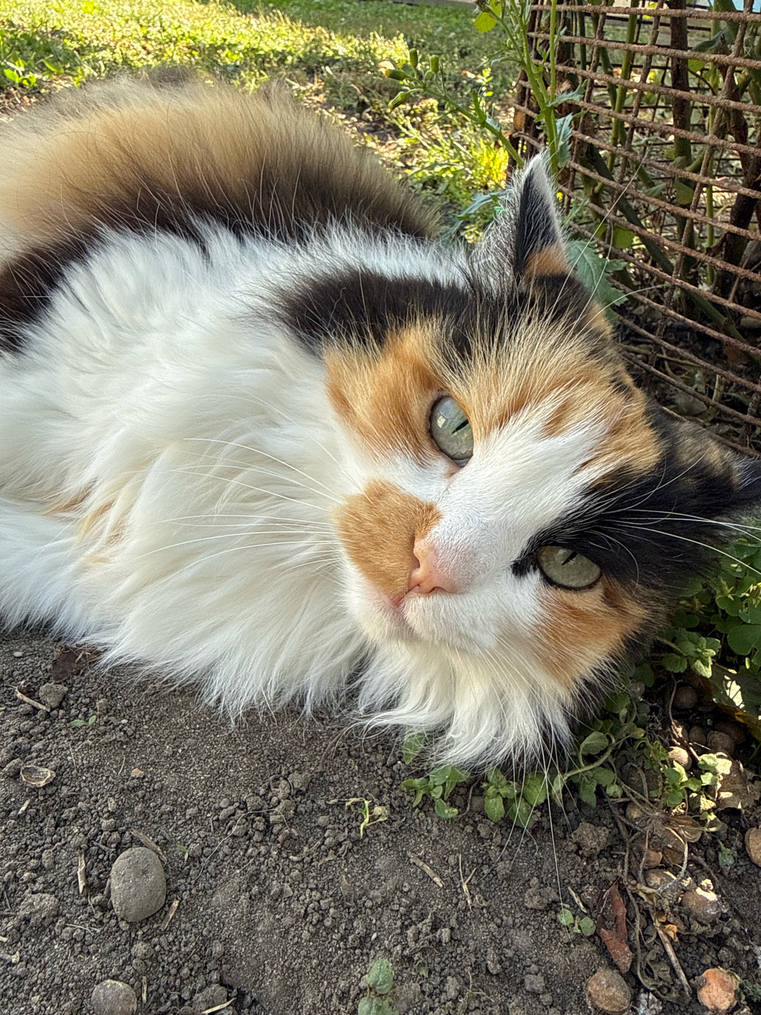 A calico cat lies on its side in the dirt. The cat has patches of white, orange, and black fur. Its eyes are green and it has long white whiskers. The cat is lying in an outdoor area, with grass and a rusty metal fence visible in the background. The ground is covered in dirt and small stones.