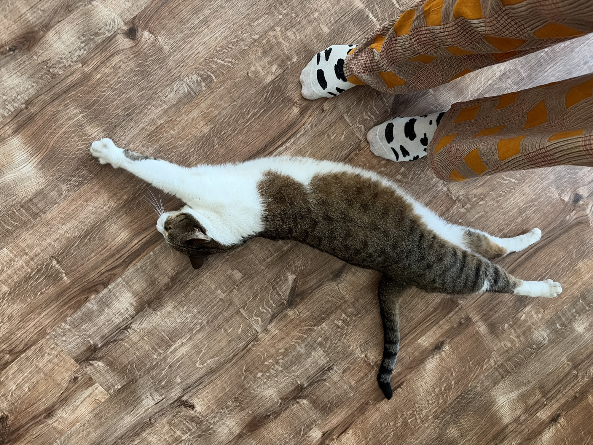 In an indoor setting, a tabby and white cat lies stretched out on a wooden floor. The cat is positioned diagonally across the frame, with its head towards the top left and its tail towards the bottom left. One of its front paws is extended upwards. To the right of the cat, a pair of legs wearing patterned pants and socks with a cow-like print are visible. The scene is captured from a high-angle perspective.