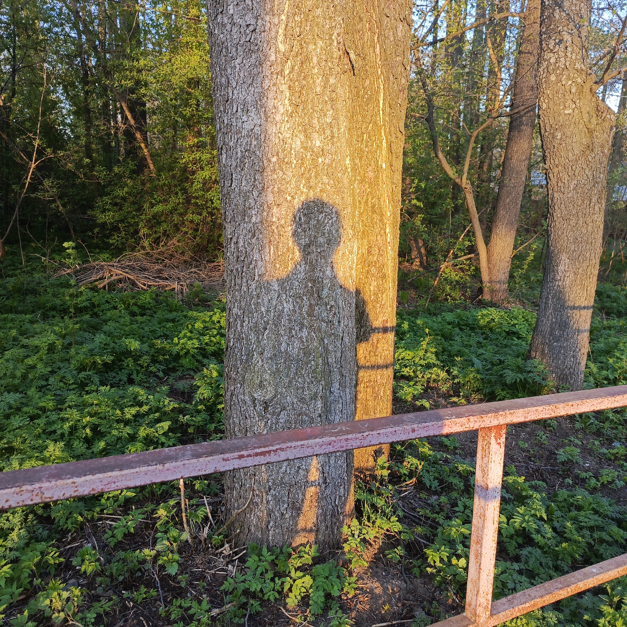 A shadow in the shape of a person with one arm slightly raised is cast upon the trunk of a tree, adjacent to a weathered, red-painted metal railing. The background features a lush area filled with green foliage and several trees. The location is Chaikovsky, Russia.