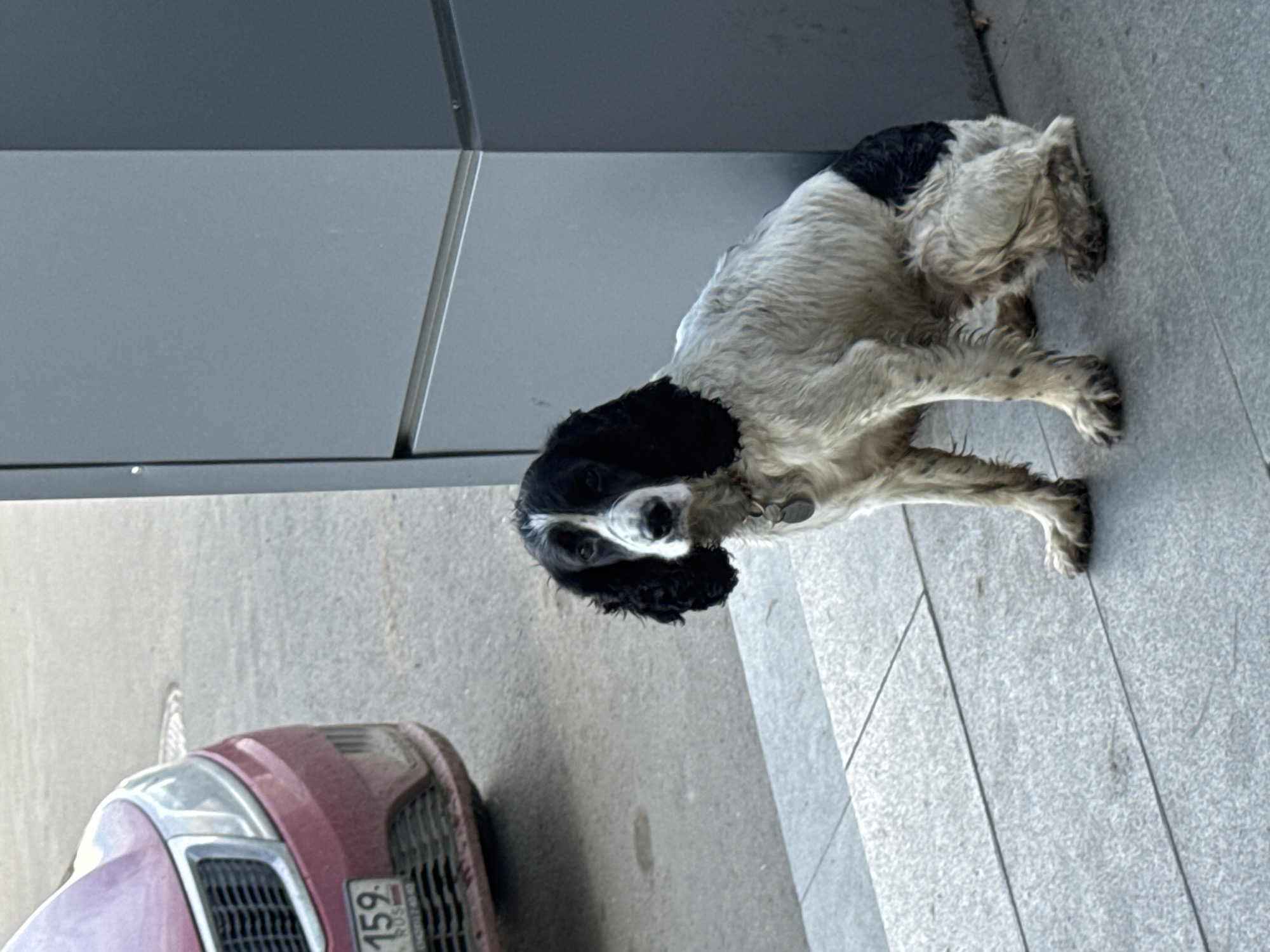 A black and white Springer Spaniel dog sits on a grey tiled sidewalk, next to a grey building facade. A maroon-colored car is parked on the adjacent street, with a visible license plate bearing the number "159 RUS". The scene appears to be located in an urban area, potentially in Chaikovsky, Russia. The dog is looking directly at the camera. The dog has a collar.