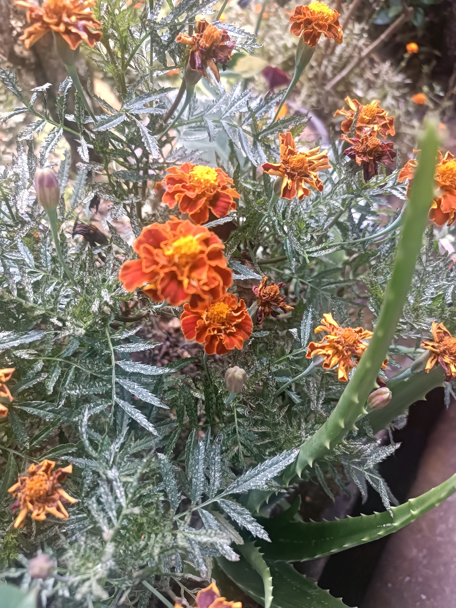 The image displays a close-up view of several orange marigold flowers and their foliage, along with a portion of an aloe vera plant. The marigolds are in various stages of bloom, with some fully open and others appearing as buds. The leaves of the marigolds are finely dissected and appear slightly dusty or covered in a light residue. The aloe vera plant features thick, green, spiky leaves and a bud. The background is softly blurred, suggesting an outdoor environment with other plants and possibly soil. The scene is likely from a garden or natural setting within Penebel, Indonesia, characterized by lush vegetation.