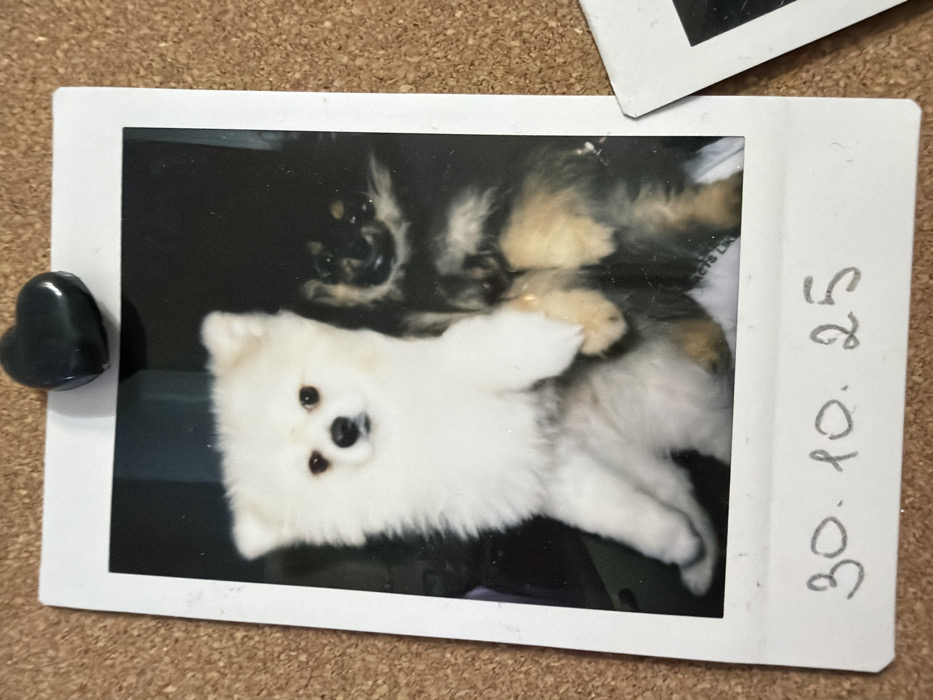 A Polaroid photo displays two dogs: a fluffy white one on its back and a black and tan dog behind it. The photo is held to a corkboard by a black heart-shaped magnet. Handwritten on the Polaroid's right side is "30. 10. 25." Another Polaroid fragment peeks out from the top right corner. The main Polaroid features a dark background.