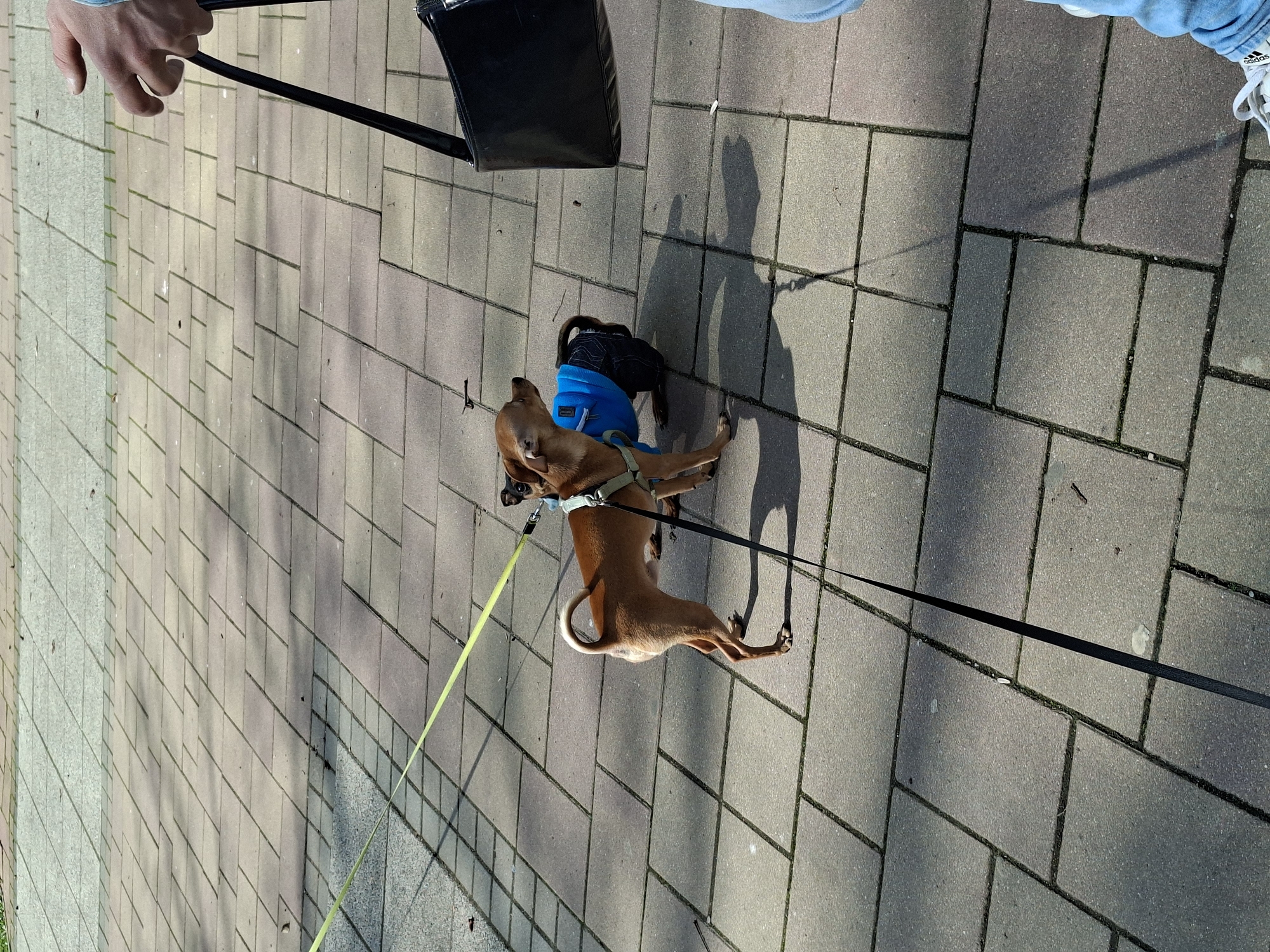 A brown dachshund mix dog, wearing a blue and black coat, is standing on a paved sidewalk in Razgrad, Bulgaria. The dog is on a leash, held by a person out of frame. A black tote bag is visible on the left side of the image, also held by someone out of frame. Another person, from the knees down, is standing to the right of the dog, wearing white sneakers and light-wash denim jeans. The sidewalk is made of grey and tan rectangular paving stones with green lines between them. The image is taken from a high angle.