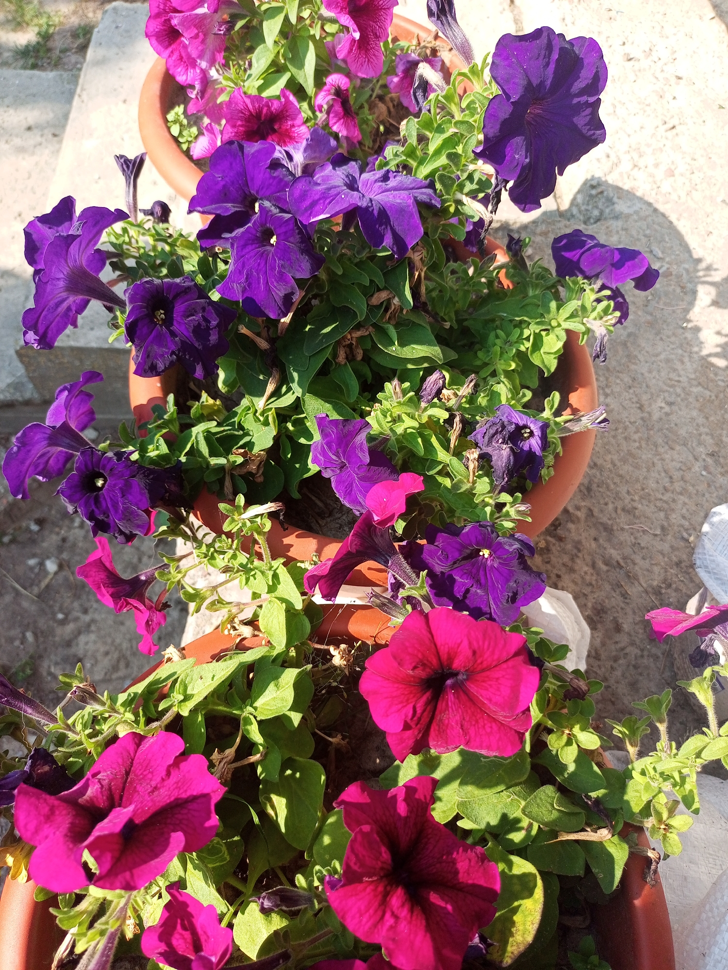 The image displays a close-up, overhead view of several potted petunia plants. The flowers are predominantly in shades of deep purple and vibrant pink, with some appearing wilted or spent. The plants are contained in brown plastic pots, with the pots themselves partially visible in the foreground and background. The background consists of a light-colored, textured surface, likely concrete or stone, with some dappled sunlight and shadows. A hint of greenery, possibly grass, is visible in the upper left corner. The overall scene suggests an outdoor setting, possibly a garden or patio area, in a residential or public space. Given the provided location of Хальчанскі сельскі Савет, Belarus, this could be a typical rural or suburban garden in that region. There are no people or animals present in the image.