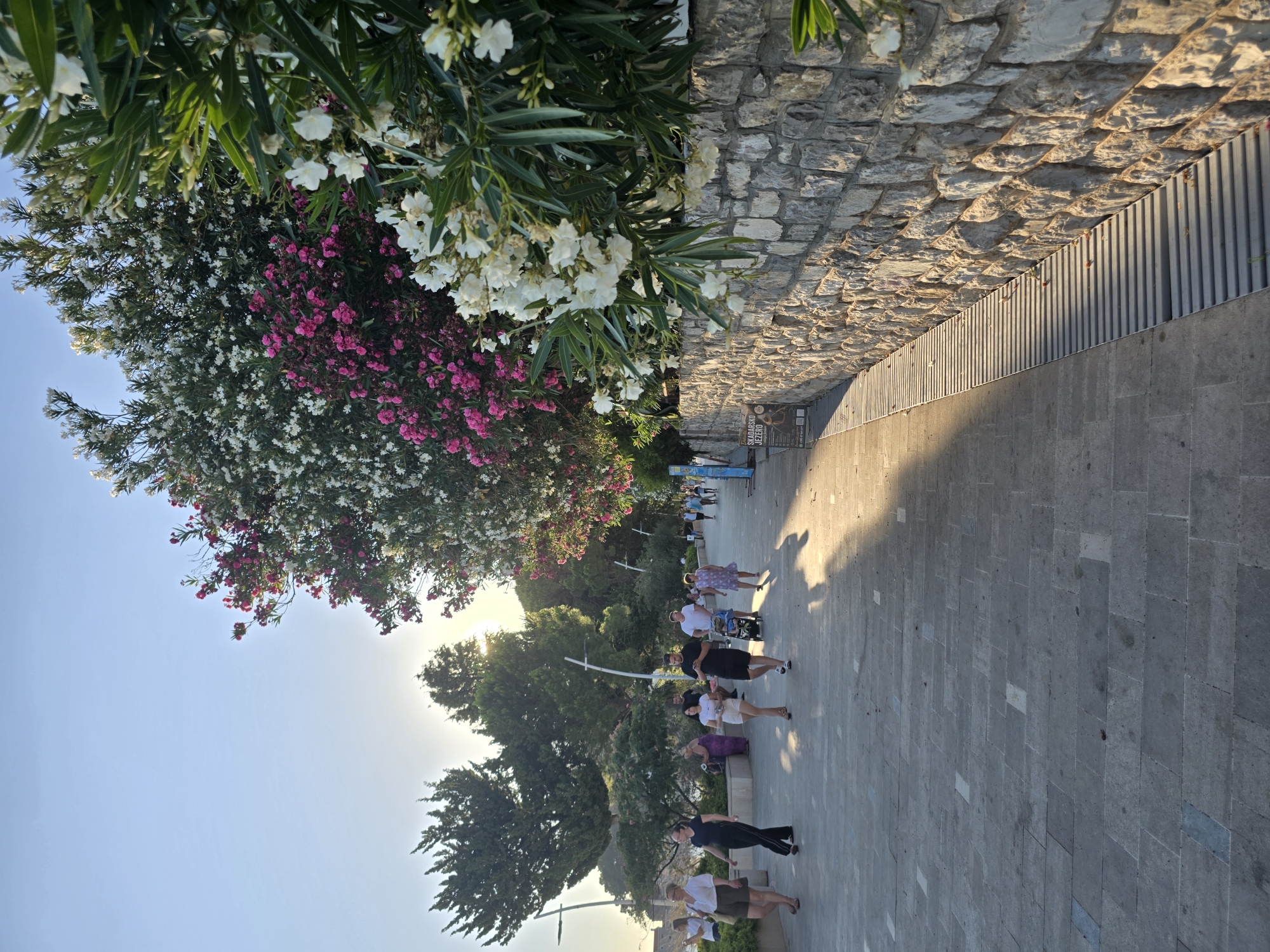 The image depicts a sunlit promenade in Petrovac centar, Montenegro, with a stone wall lining the right side. A dense hedge of flowering oleander bushes, displaying both white and pink blossoms, grows alongside the wall. The promenade is paved with large, grey stone tiles, and a metal drainage grate runs along the base of the wall. Several people are walking along the promenade, some individually and some in small groups. A man is pushing a stroller, and a woman is walking with a child. The sun is low in the sky, casting long shadows across the walkway. In the background, lush green trees and the bright sky are visible. Signs are posted on the wall near the left side of the promenade.